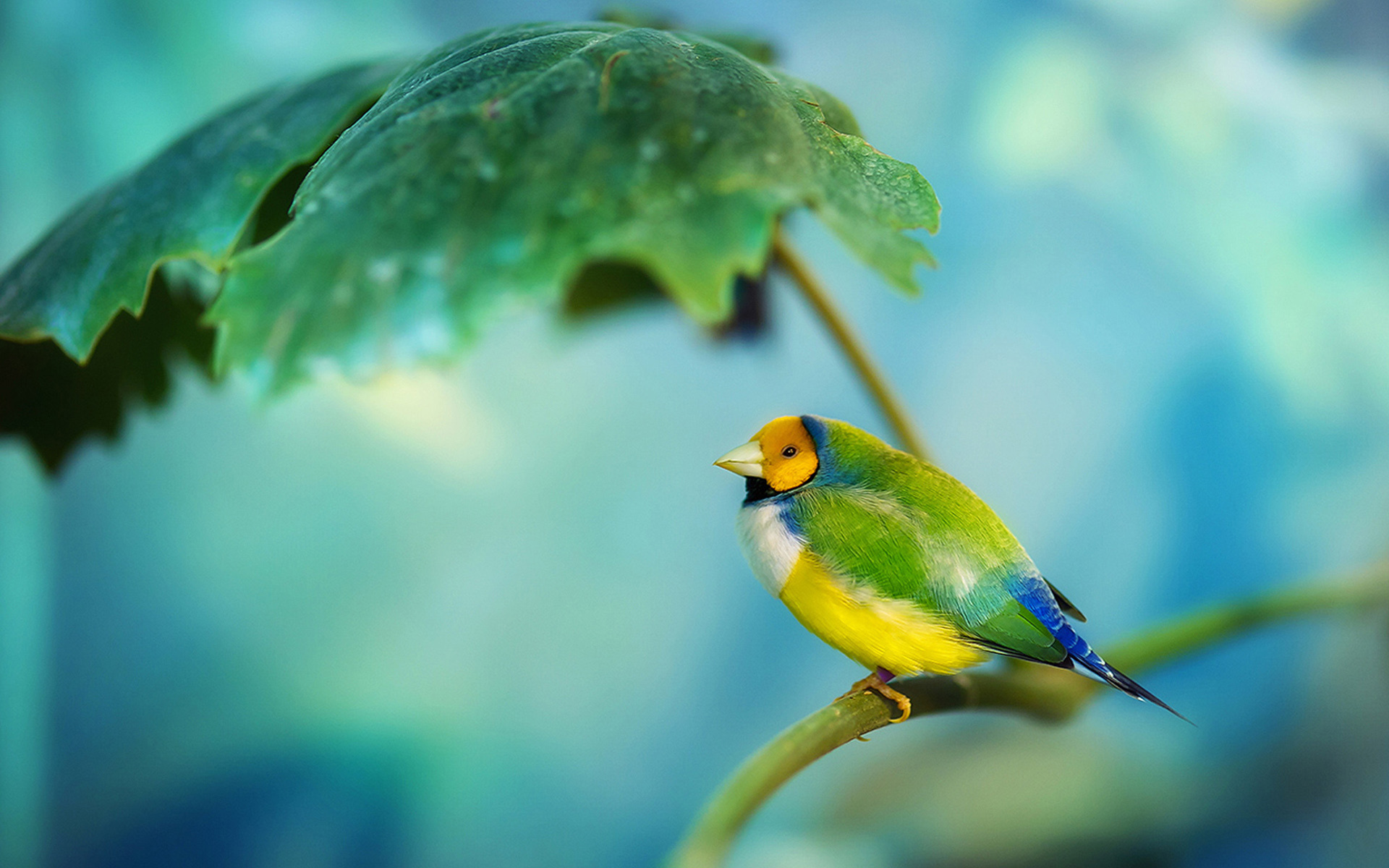 Bird HD Wallpaper Background Image 1920x1200