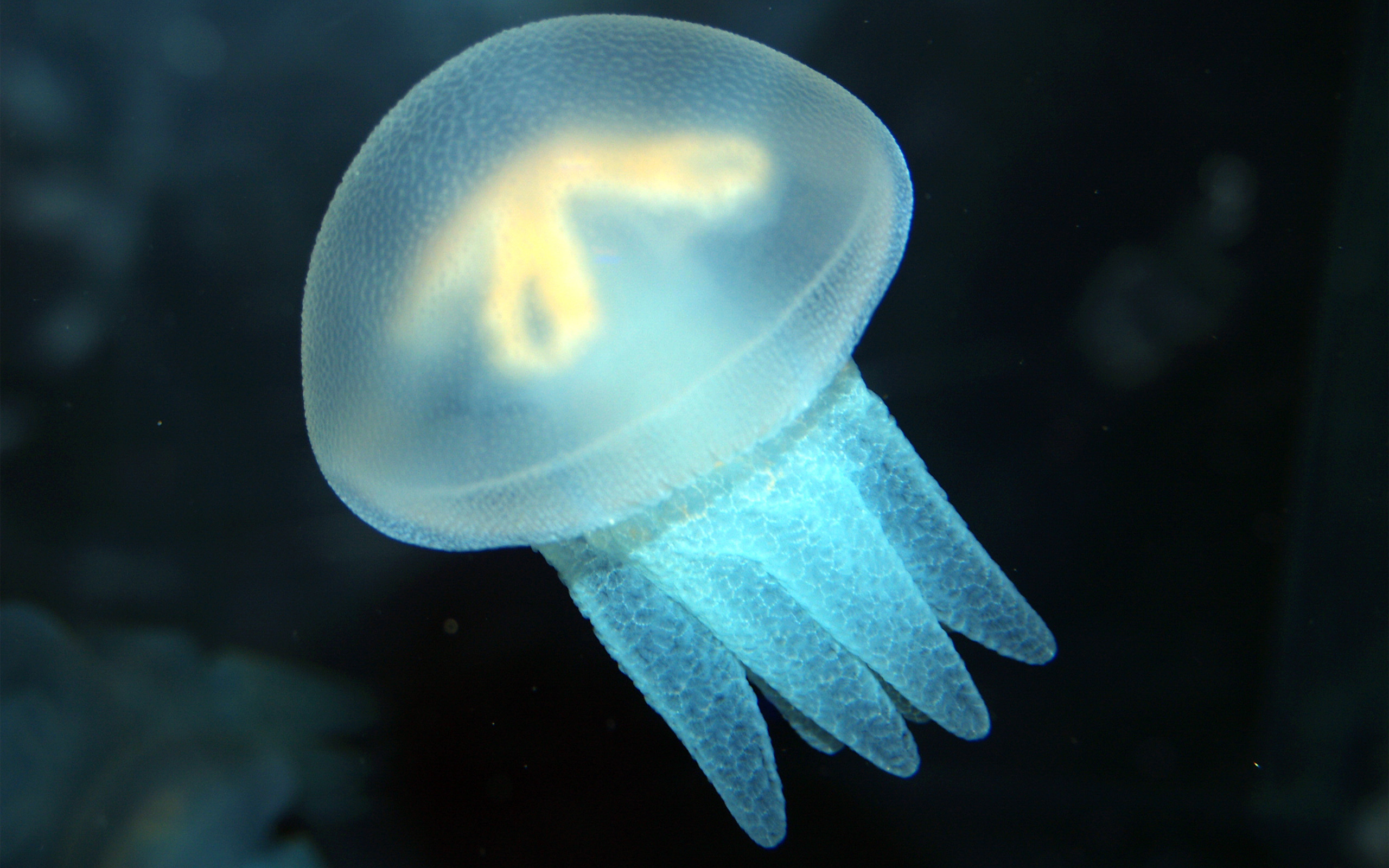 Jellyfish HD Wallpaper Background Image 2560x1600