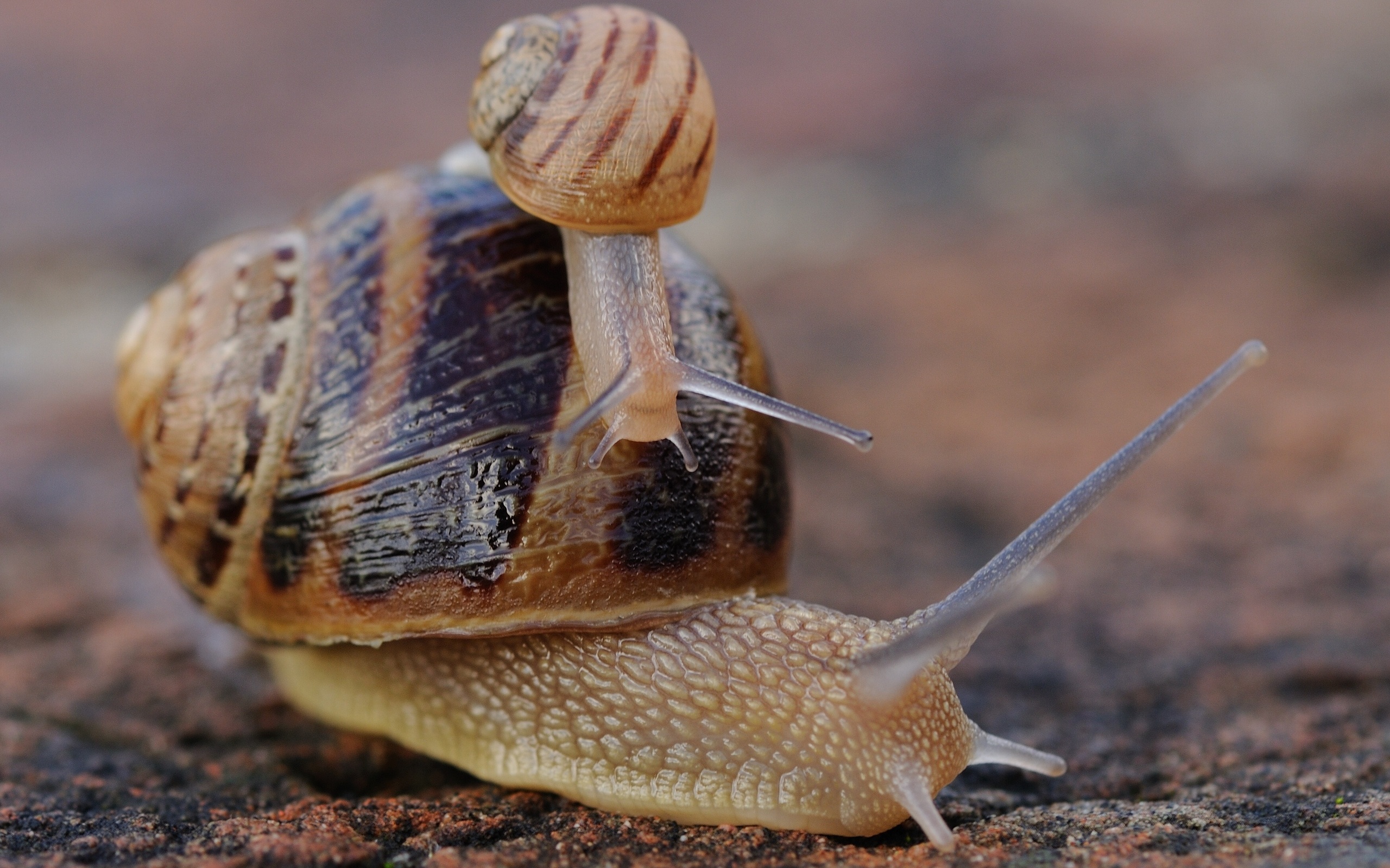 Snail HD Wallpaper Background Image 2560x1600 ID397851