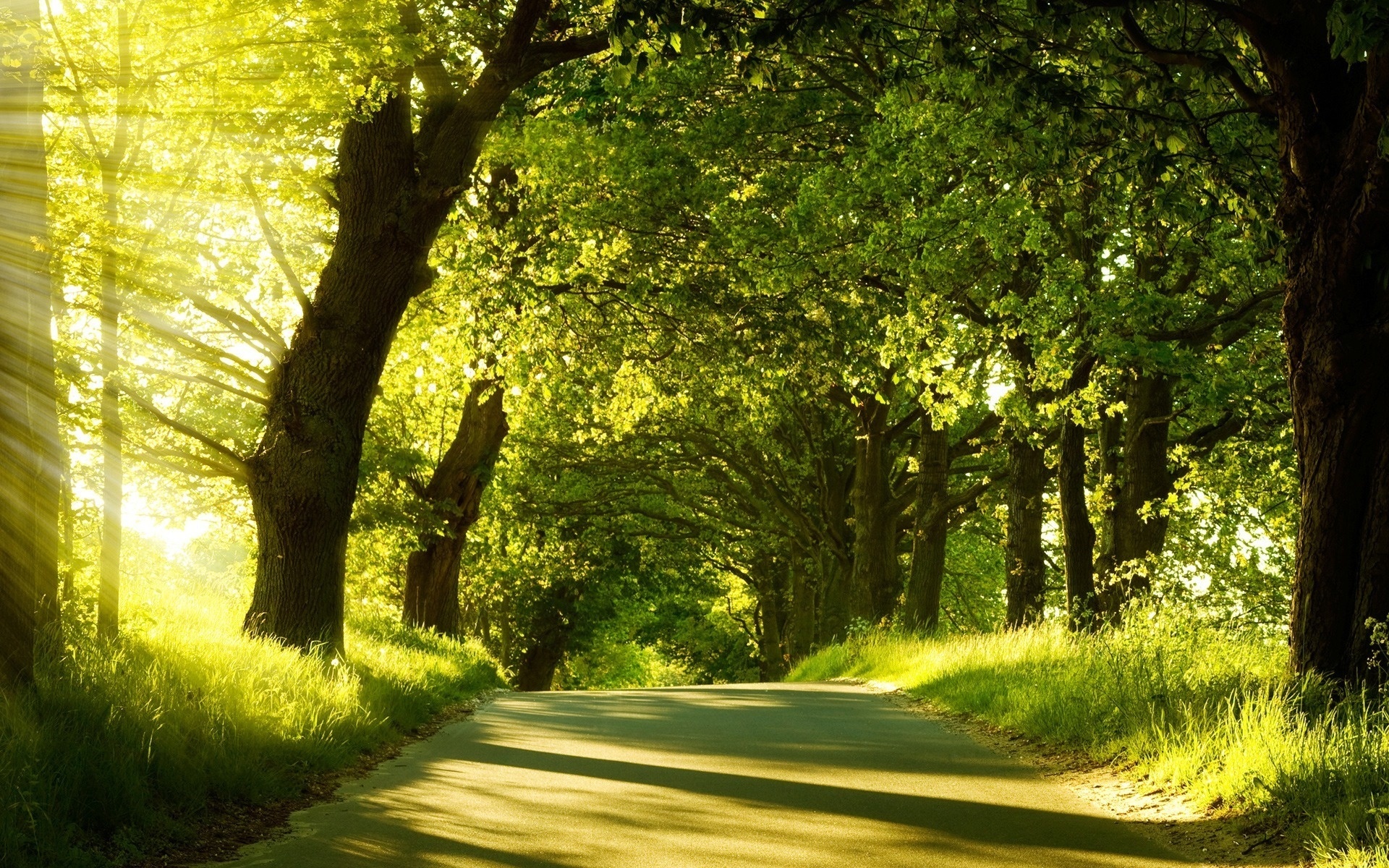 Serene Nature Path HD Wallpaper for Tranquil Moments