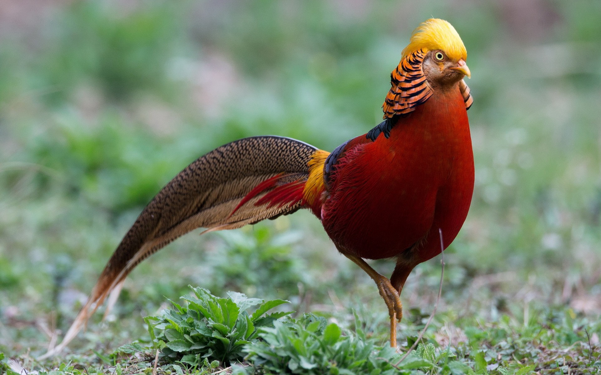 22 Golden Pheasant HD Wallpapers Background Images Wallpaper Abyss