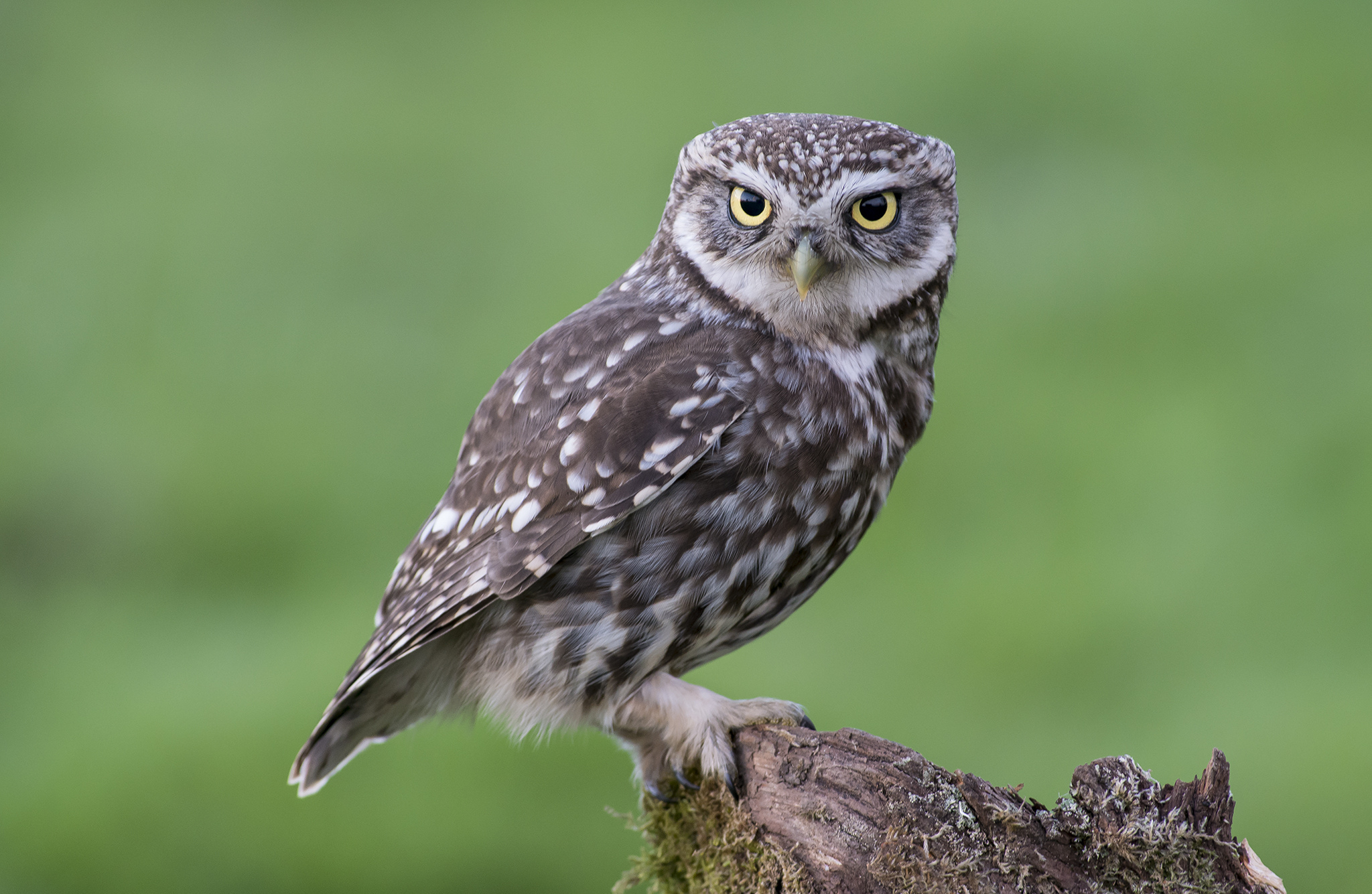 Little Owl HD Wallpaper Background Image 2048x1335 ID402469
