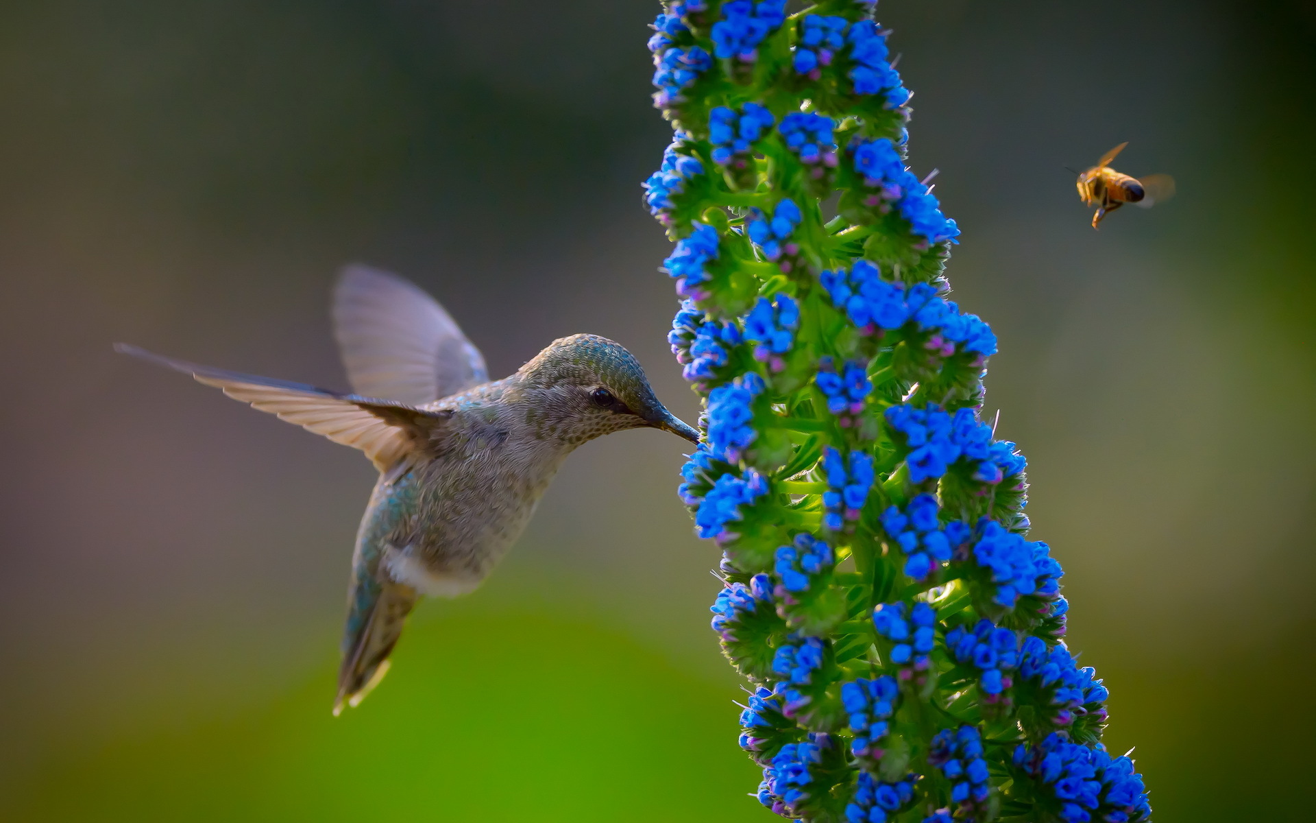 Download Bird Animal Hummingbird HD Wallpaper