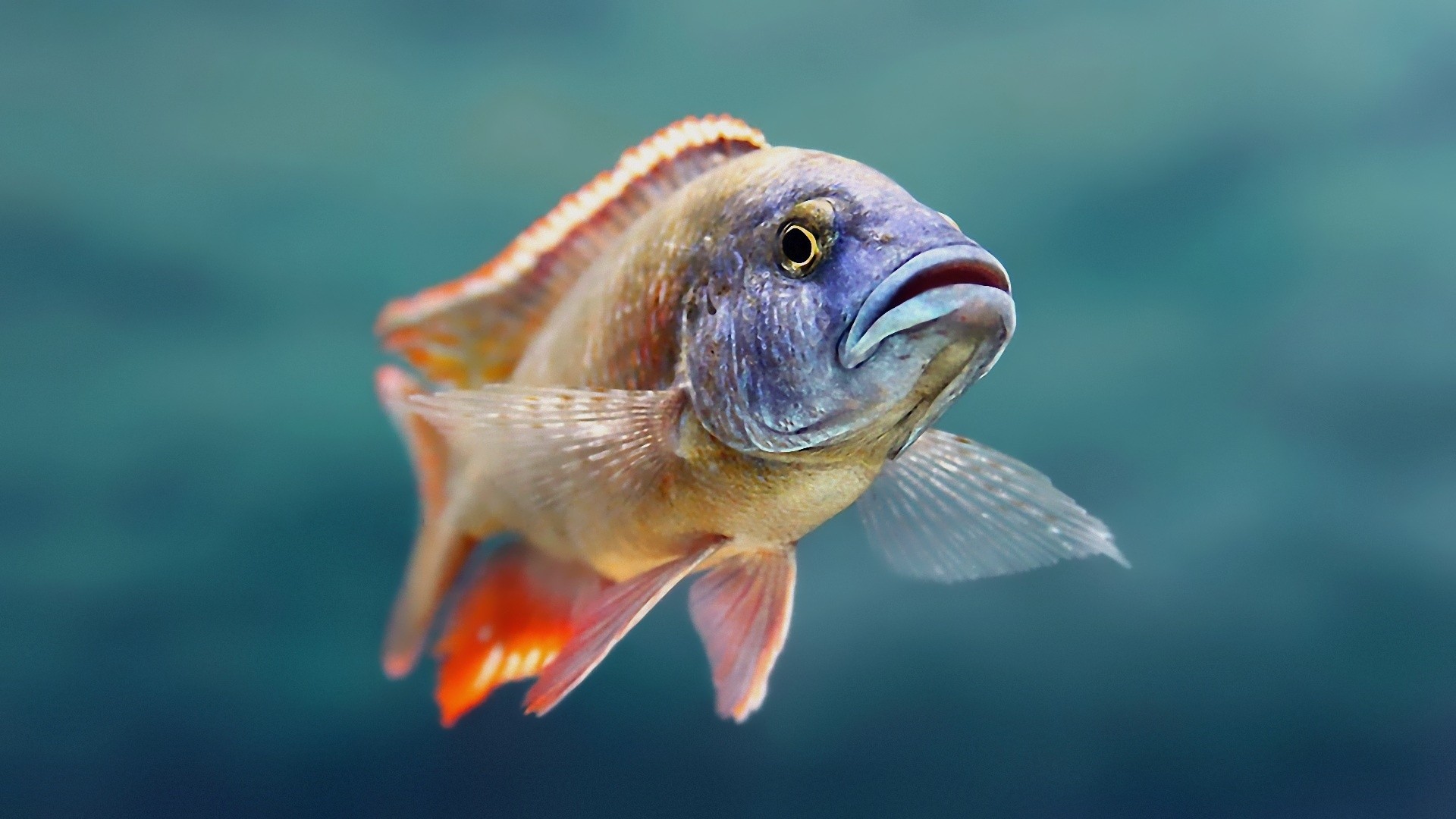 Download Animal Fish HD Wallpaper