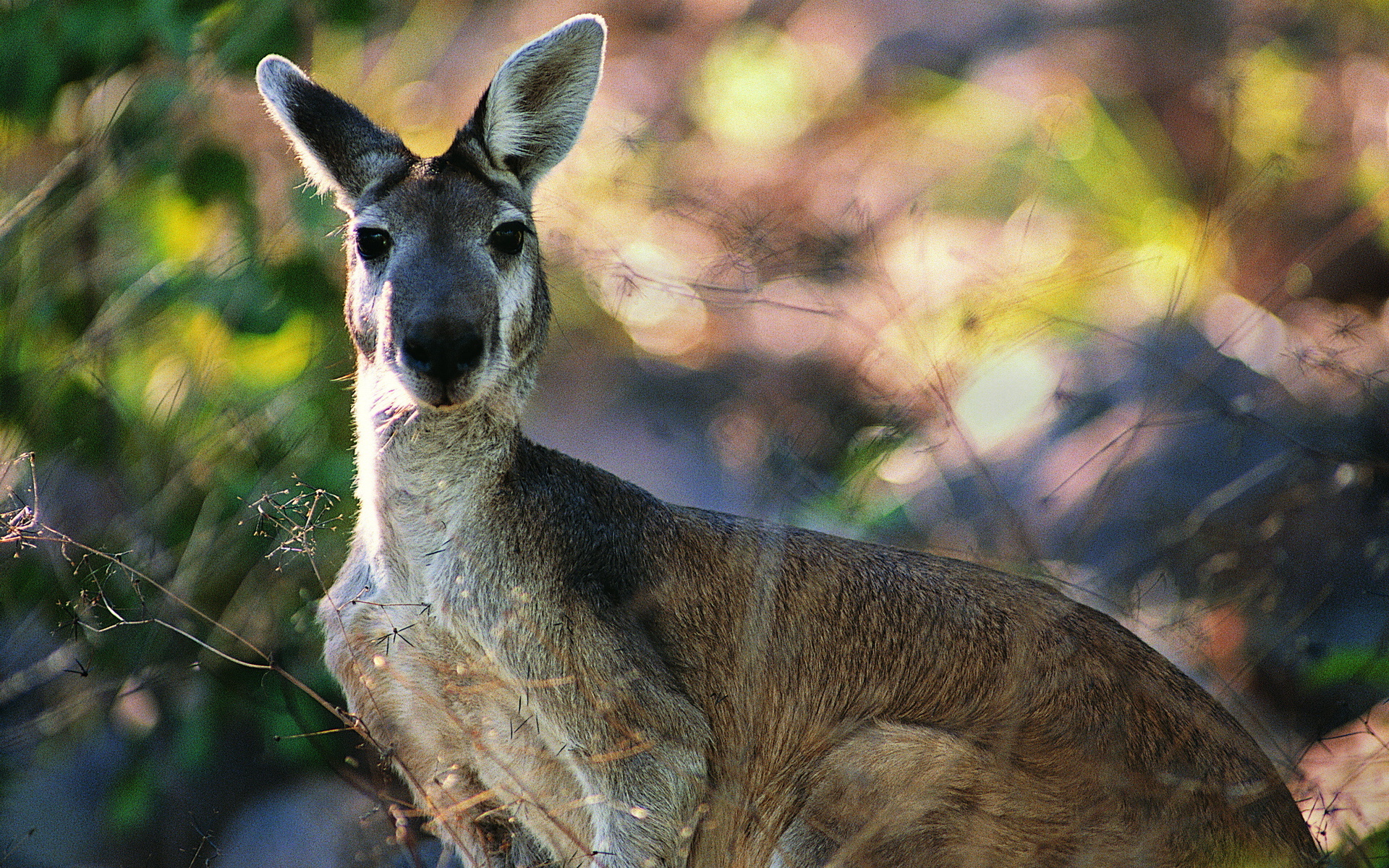 Kangaroo Full HD Wallpaper and Background Image 1920x1200 ID406905