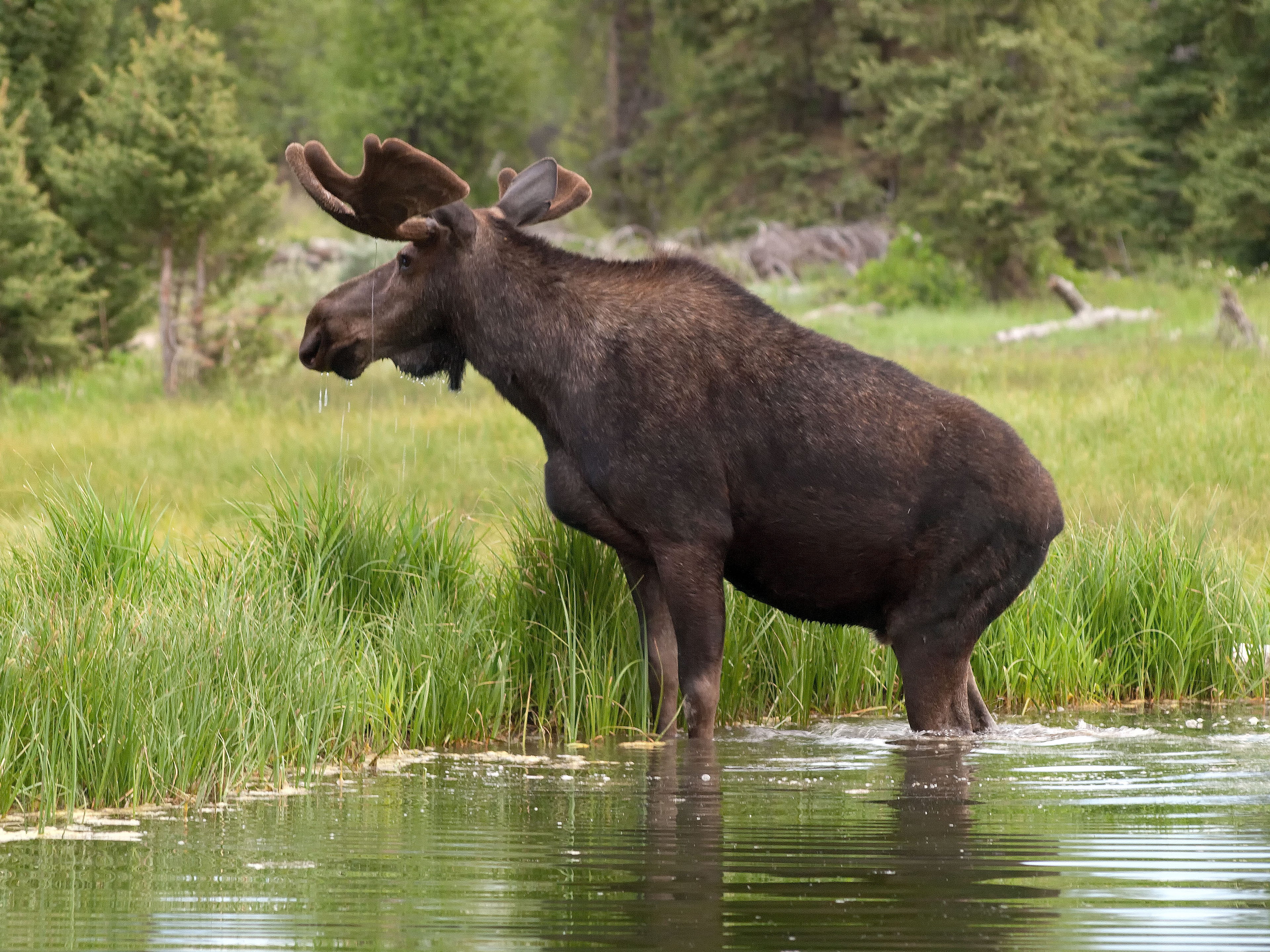 Swedish Moose 4k Ultra HD Wallpaper Background Image