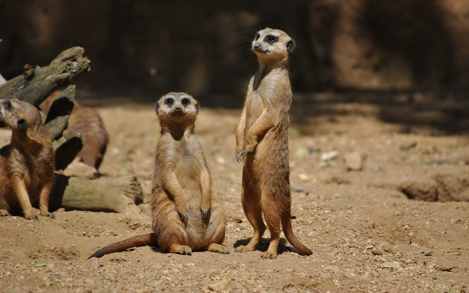 Meerkat Zoom Background