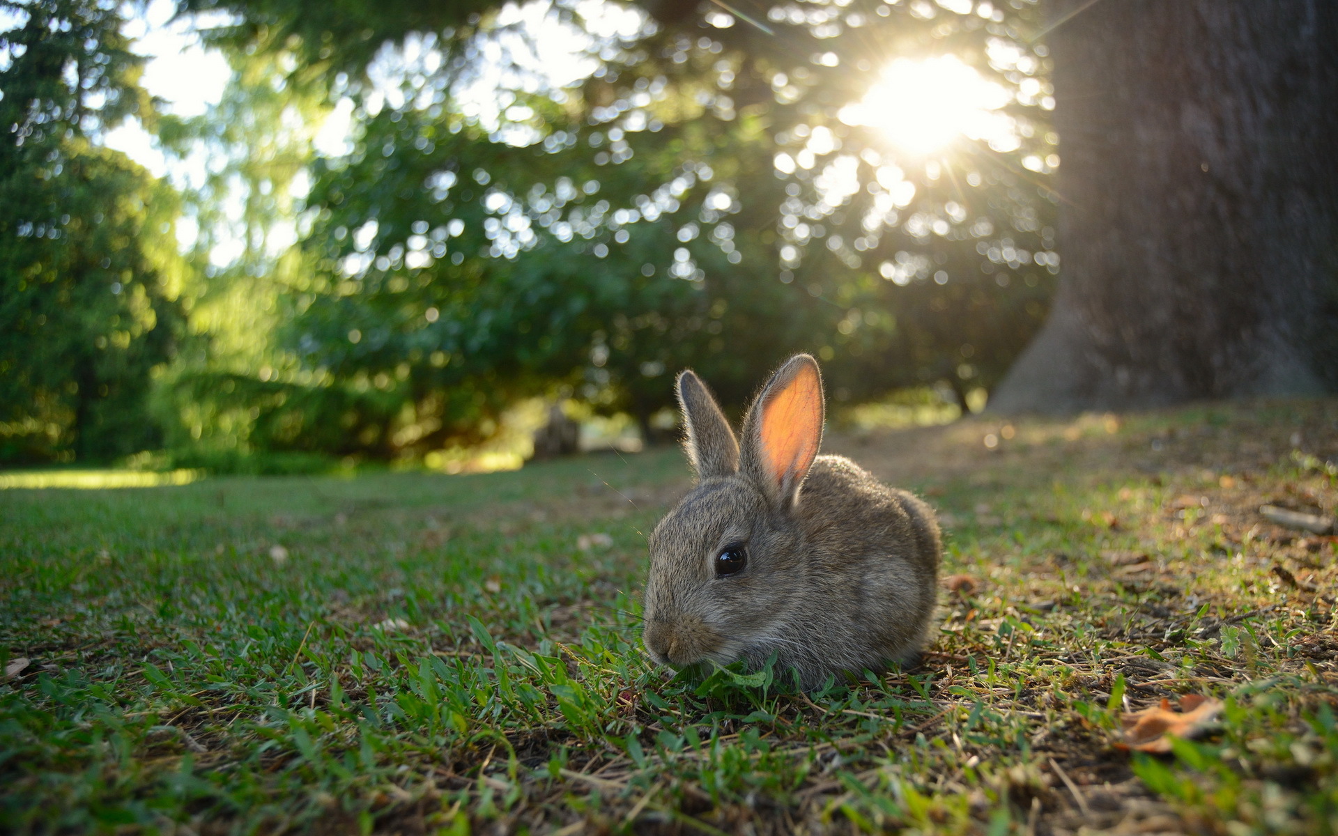 Animaux Lapin Fond d'écran