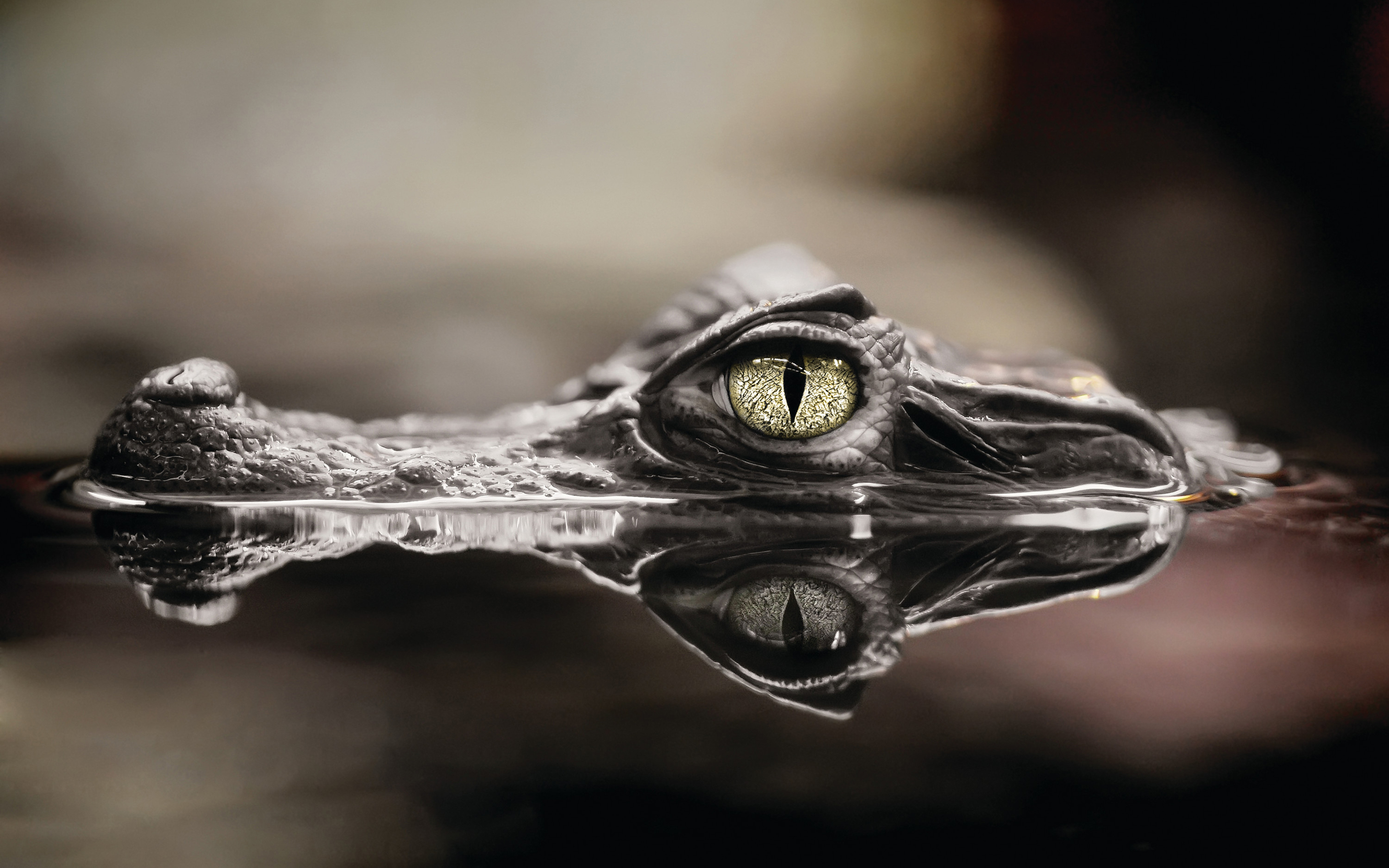 Crocodile HD Wallpaper Background Image 2880x1800 ID