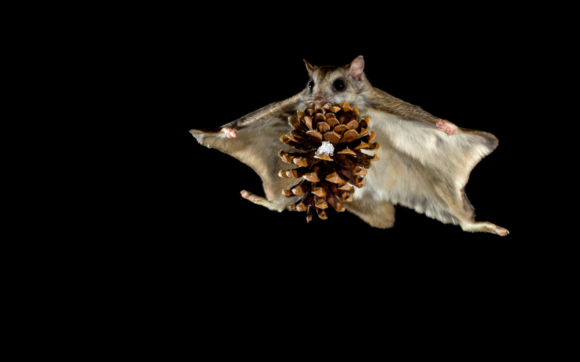 Flying Squirrel Full HD Wallpaper and Background Image 1920x1200 ID