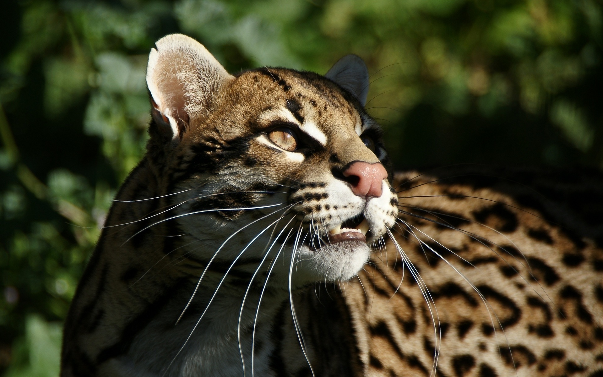 Animal Ocelot HD Wallpaper