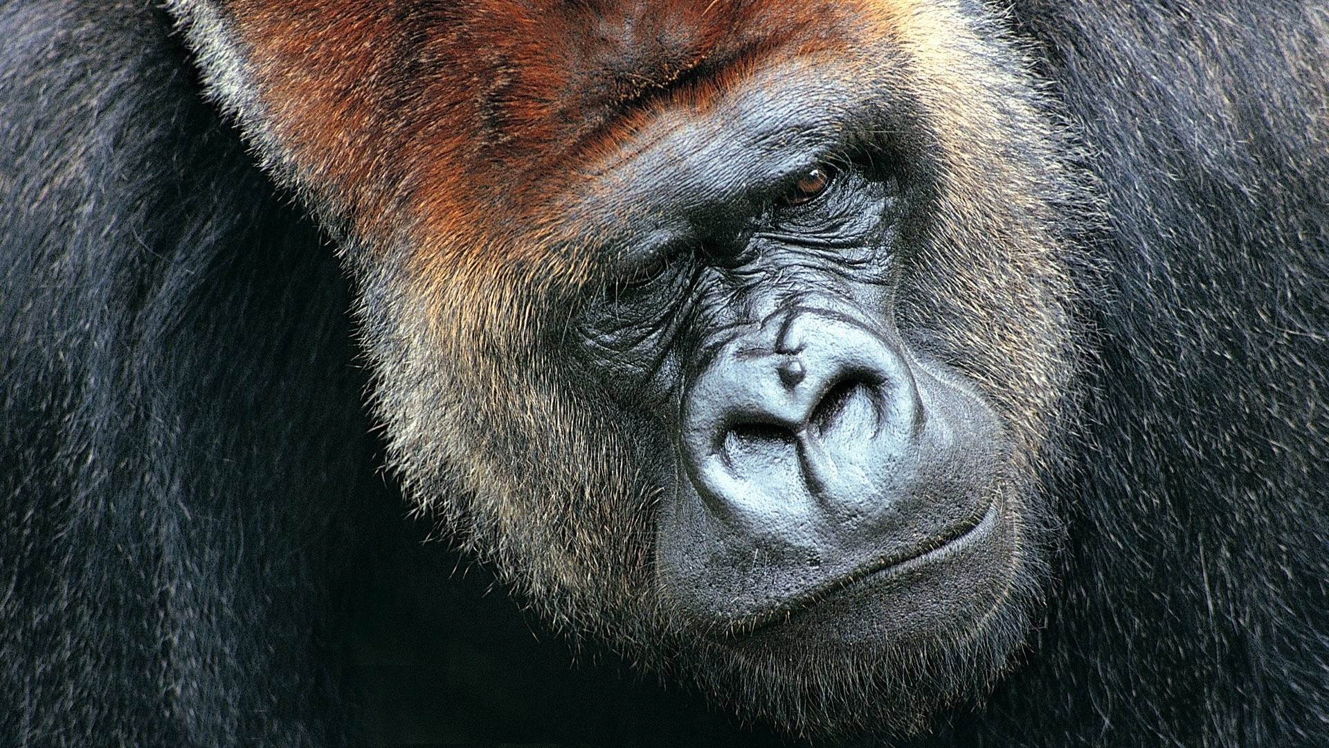 Gorilla HD Wallpaper Background Image 1920x1080 ID426787