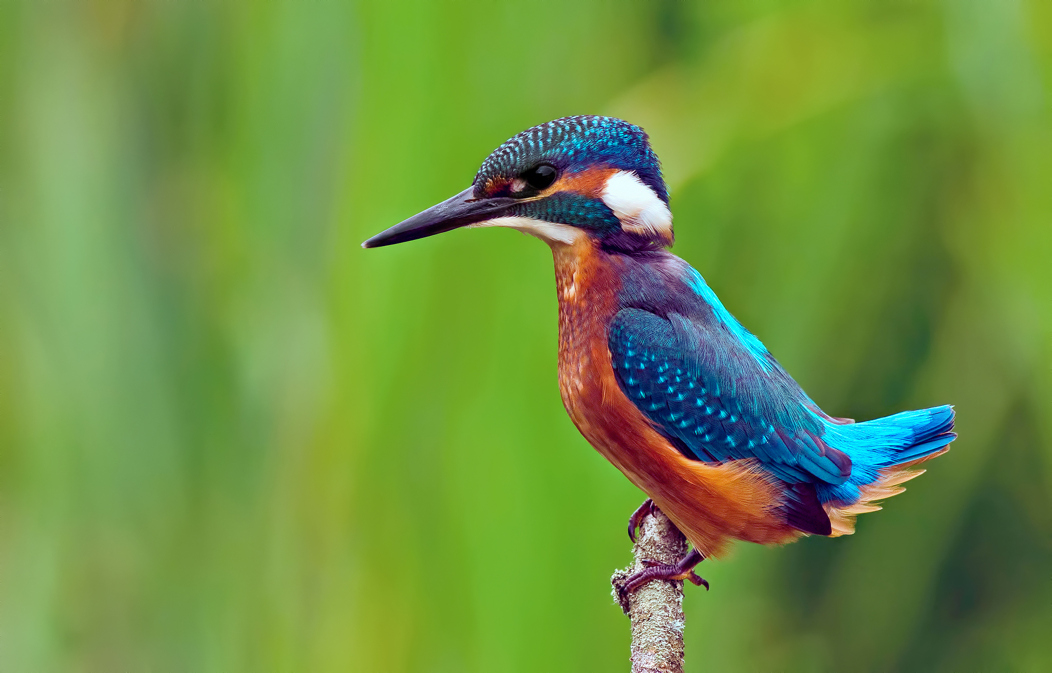 Stunning Kingfisher HD Wallpaper