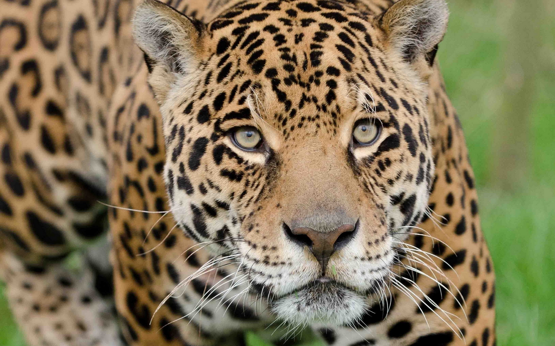 Download Animal Jaguar HD Wallpaper