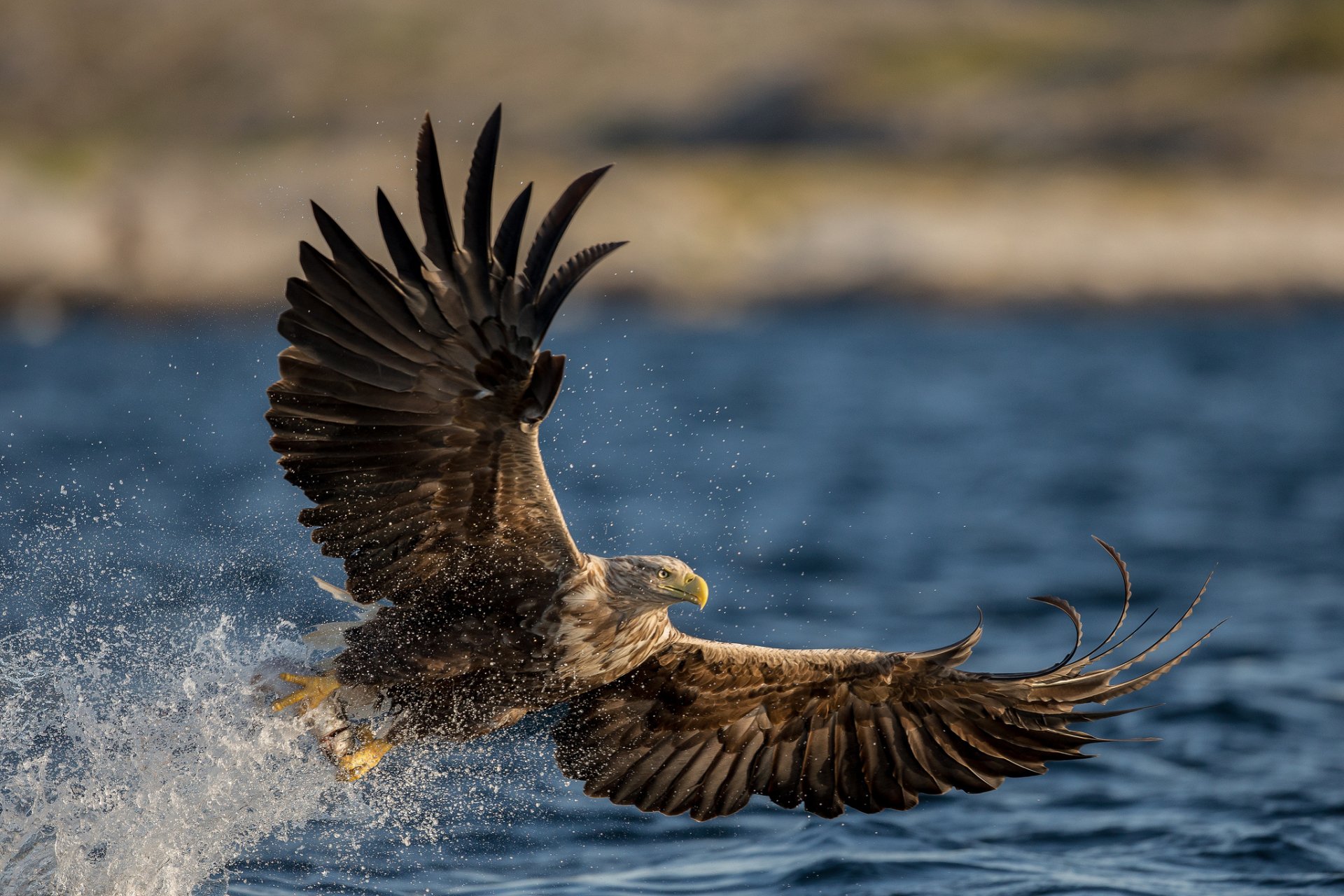 Águila Full HD Fondo de Pantalla and Fondo de Escritorio 2048x1365 ID430530