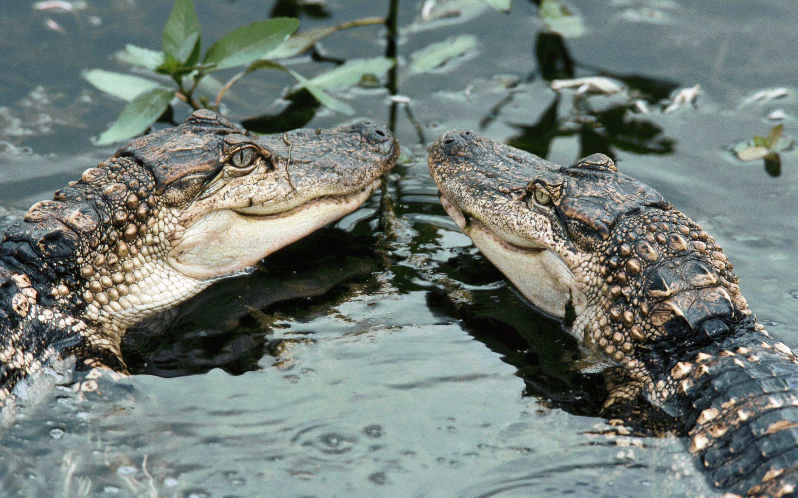 Alligator HD Wallpaper Background Image 2560x1600 ID