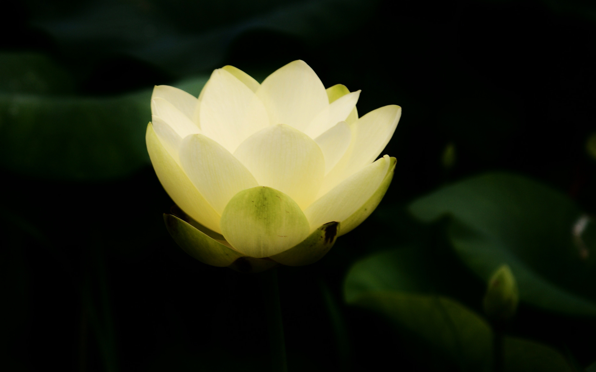 Lotus Full HD Wallpaper and Background Image 1920x1200 ID441496
