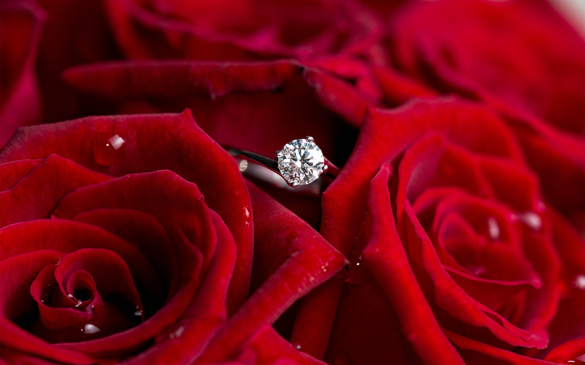 Stunning HD Wallpaper of Jewelry Among Roses