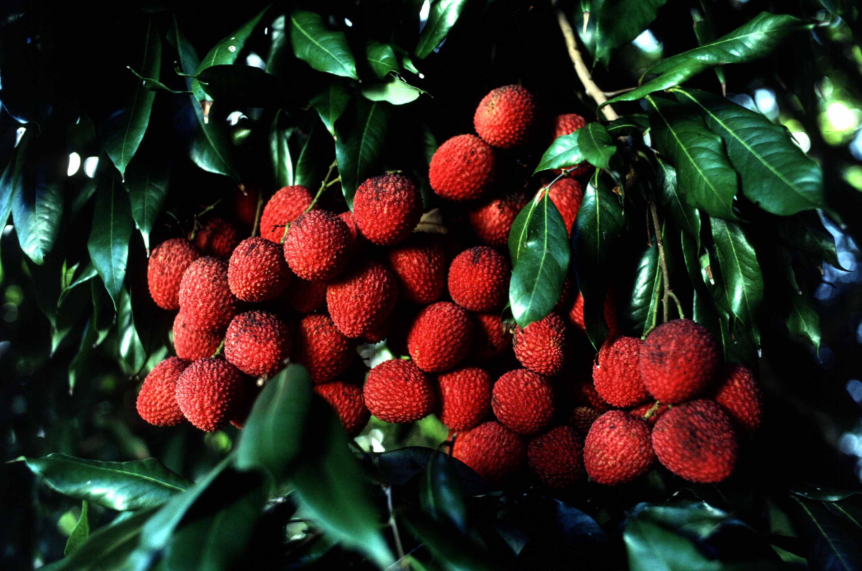lychee Full HD Wallpaper and Background Image 2790x1851 ID443677