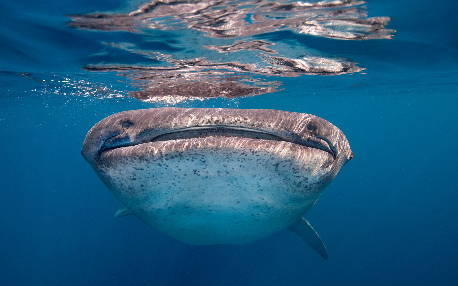 Whale Shark HD Wallpaper Background Image 1920x1200