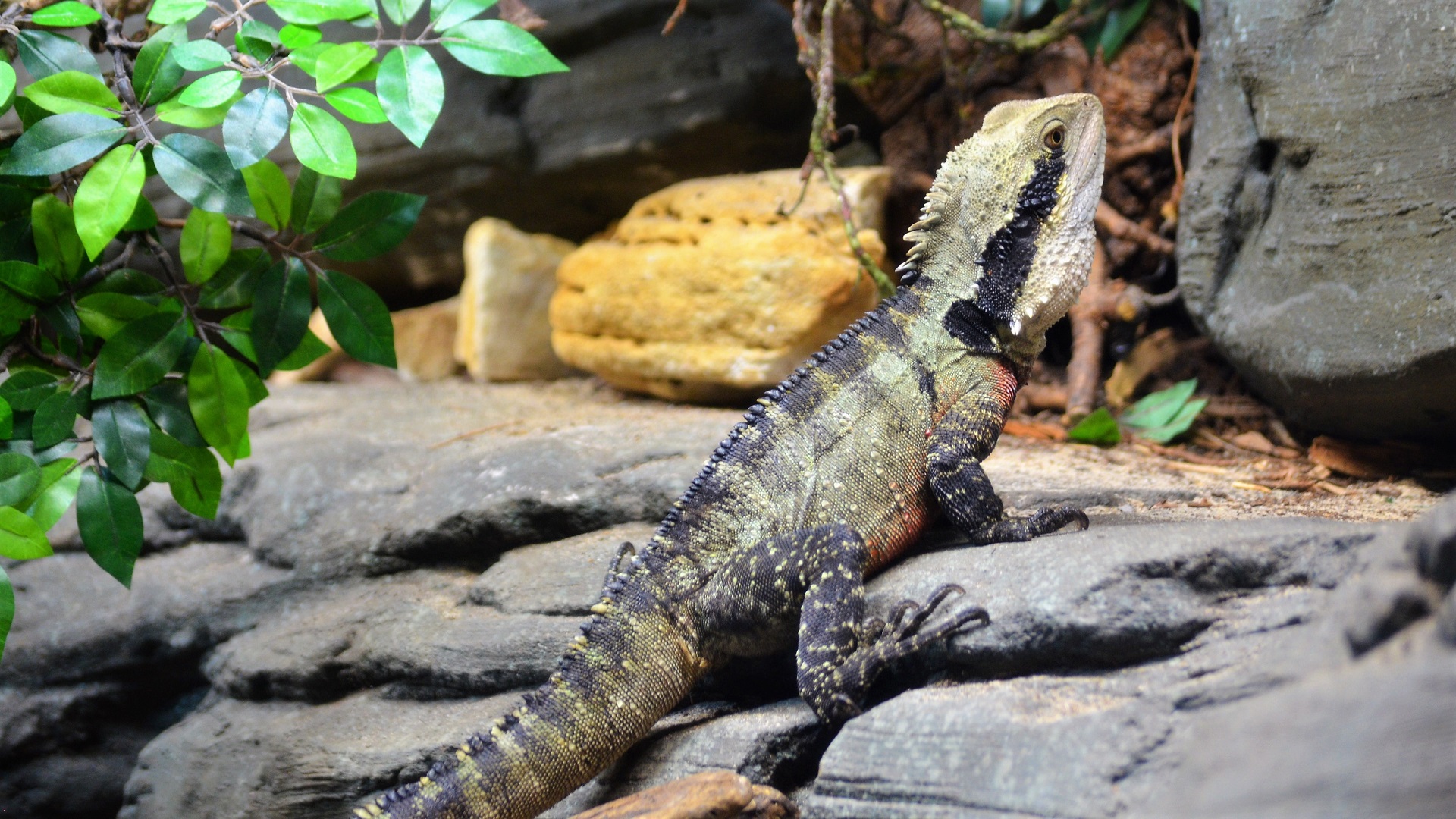 Australian water dragon, includes the eastern water dragon and the