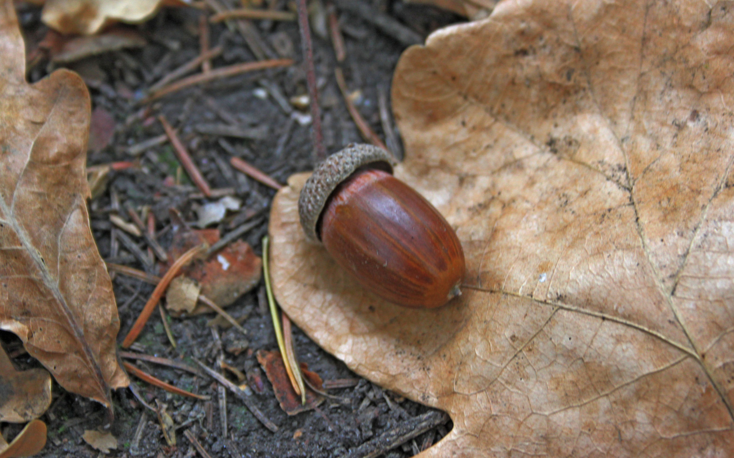 Acorn HD Wallpaper Background Image 2560x1600 ID448541
