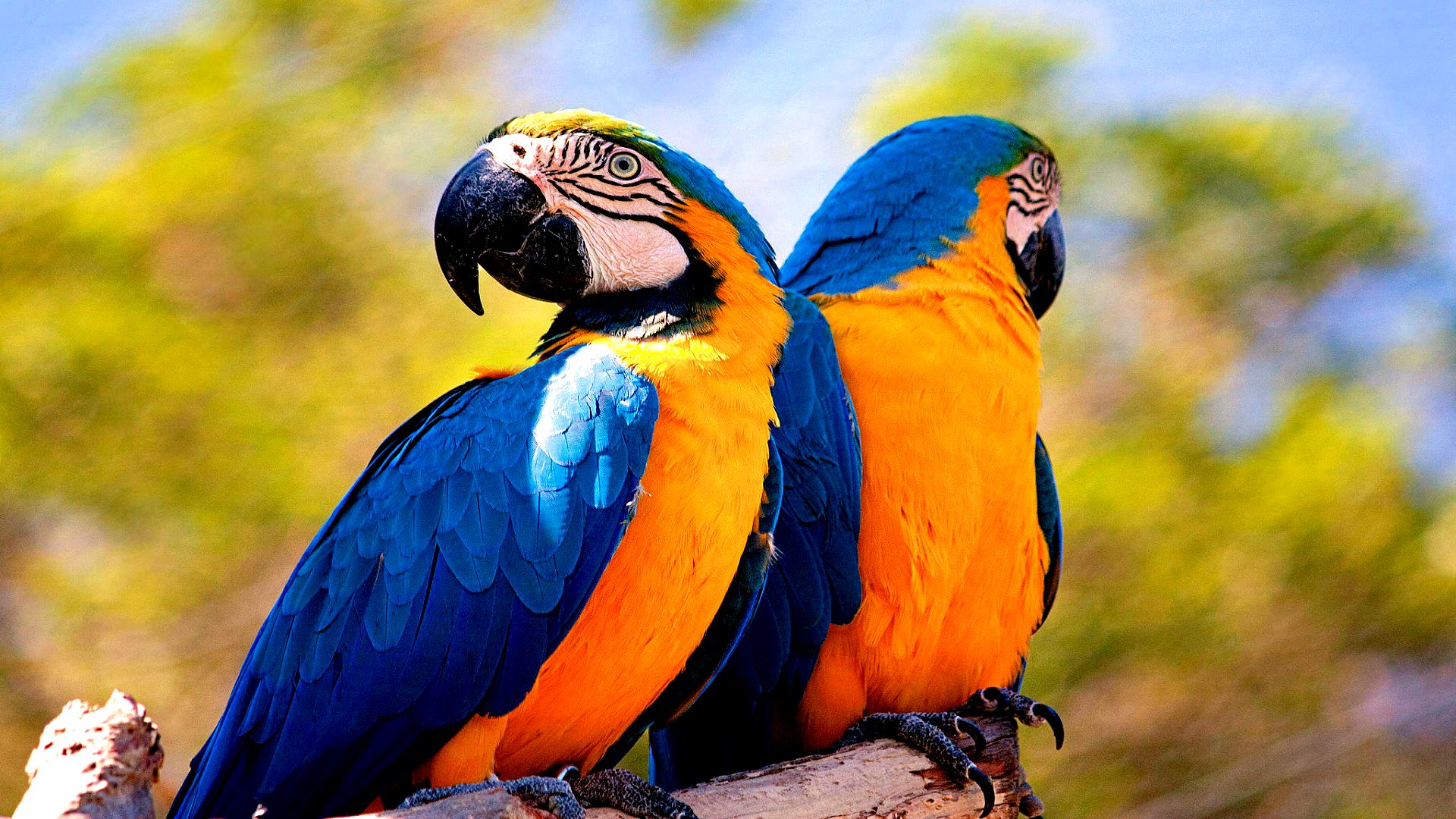 Download Animal Blueandyellow Macaw Blueandyellow Macaw HD Wallpaper