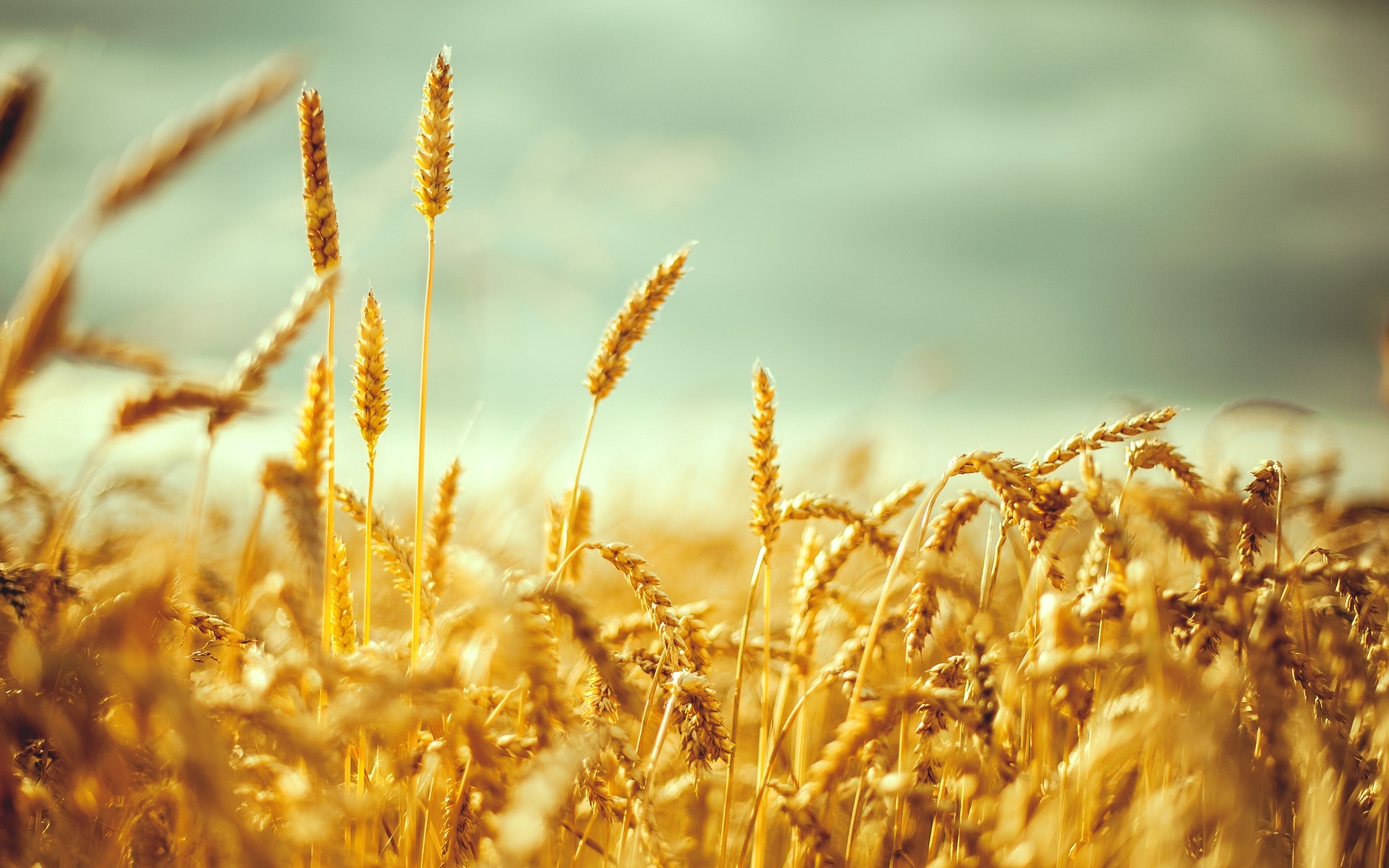 Download Nature Wheat HD Wallpaper