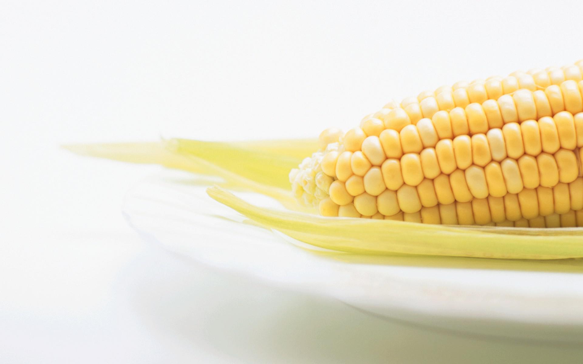 Corn Full HD Wallpaper and Background Image 1920x1200 ID451131