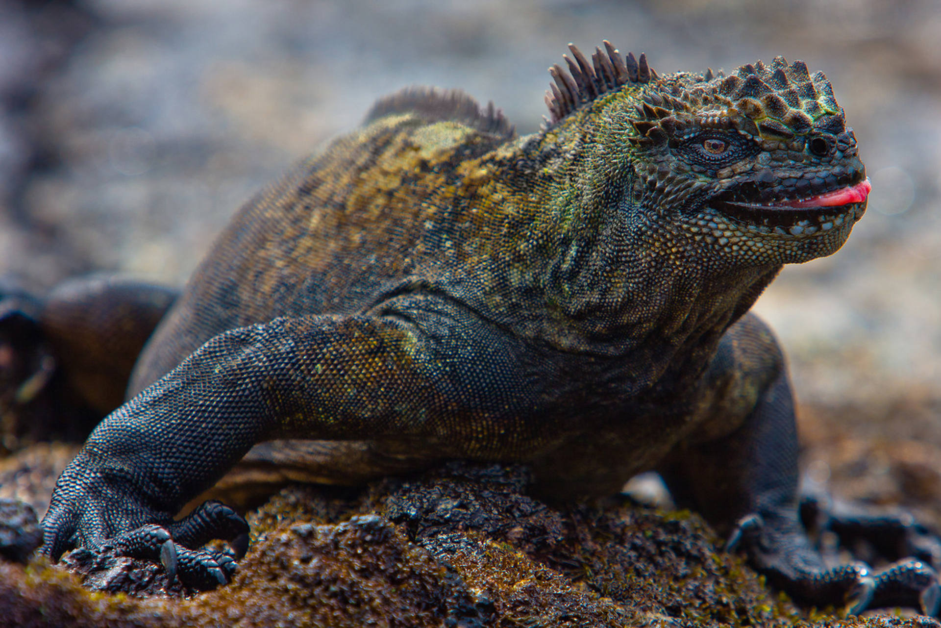 Marine Iguana HD Wallpaper Background Image 1920x1281