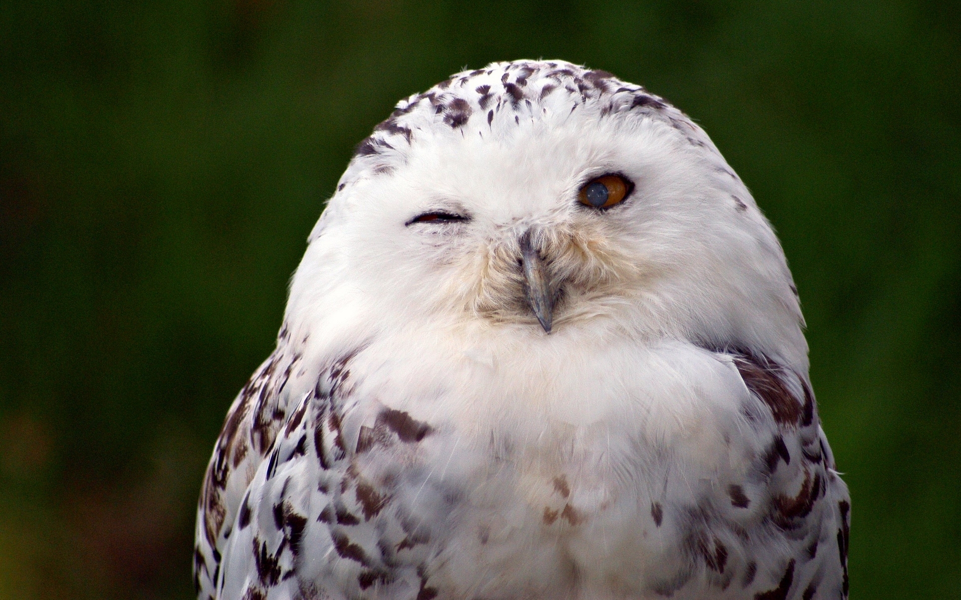 Download Owl Bird Animal Snowy Owl HD Wallpaper