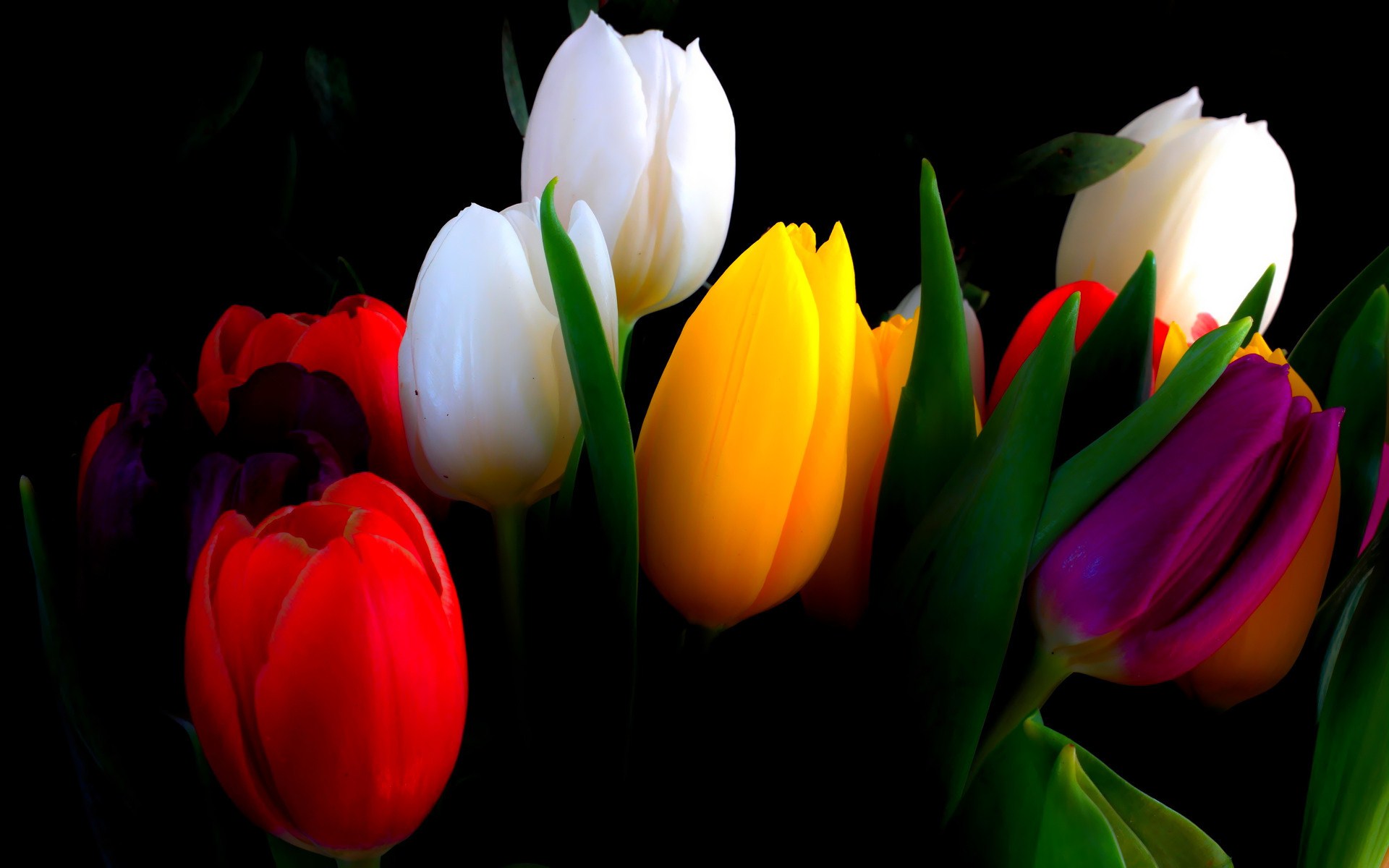 Download Flower Nature Tulip HD Wallpaper