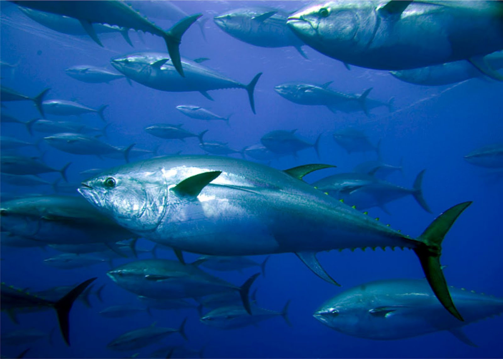 tuna Wallpaper and Background Image 1600x1144 ID464544