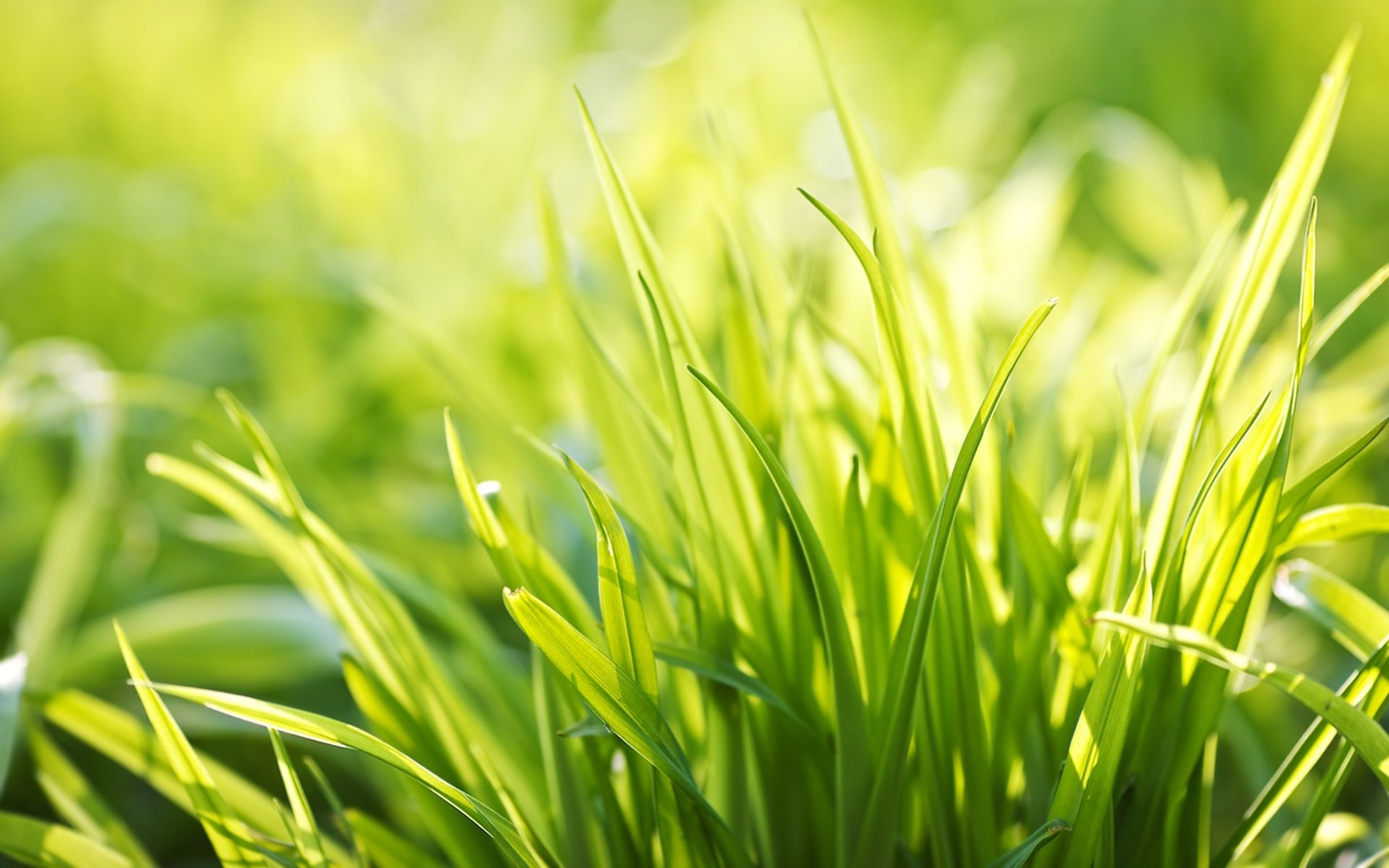 Download Green Nature Grass HD Wallpaper