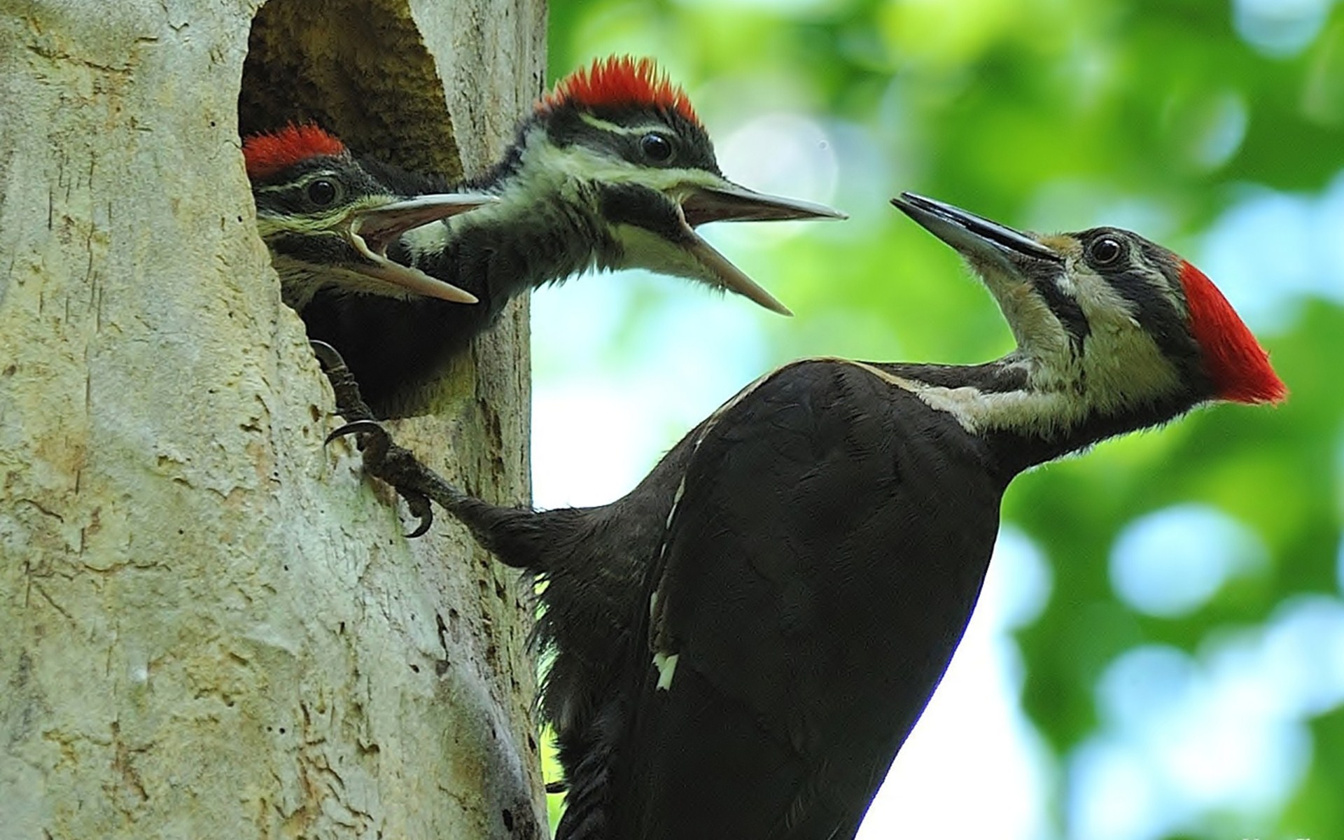 Download Bird Animal Woodpecker HD Wallpaper