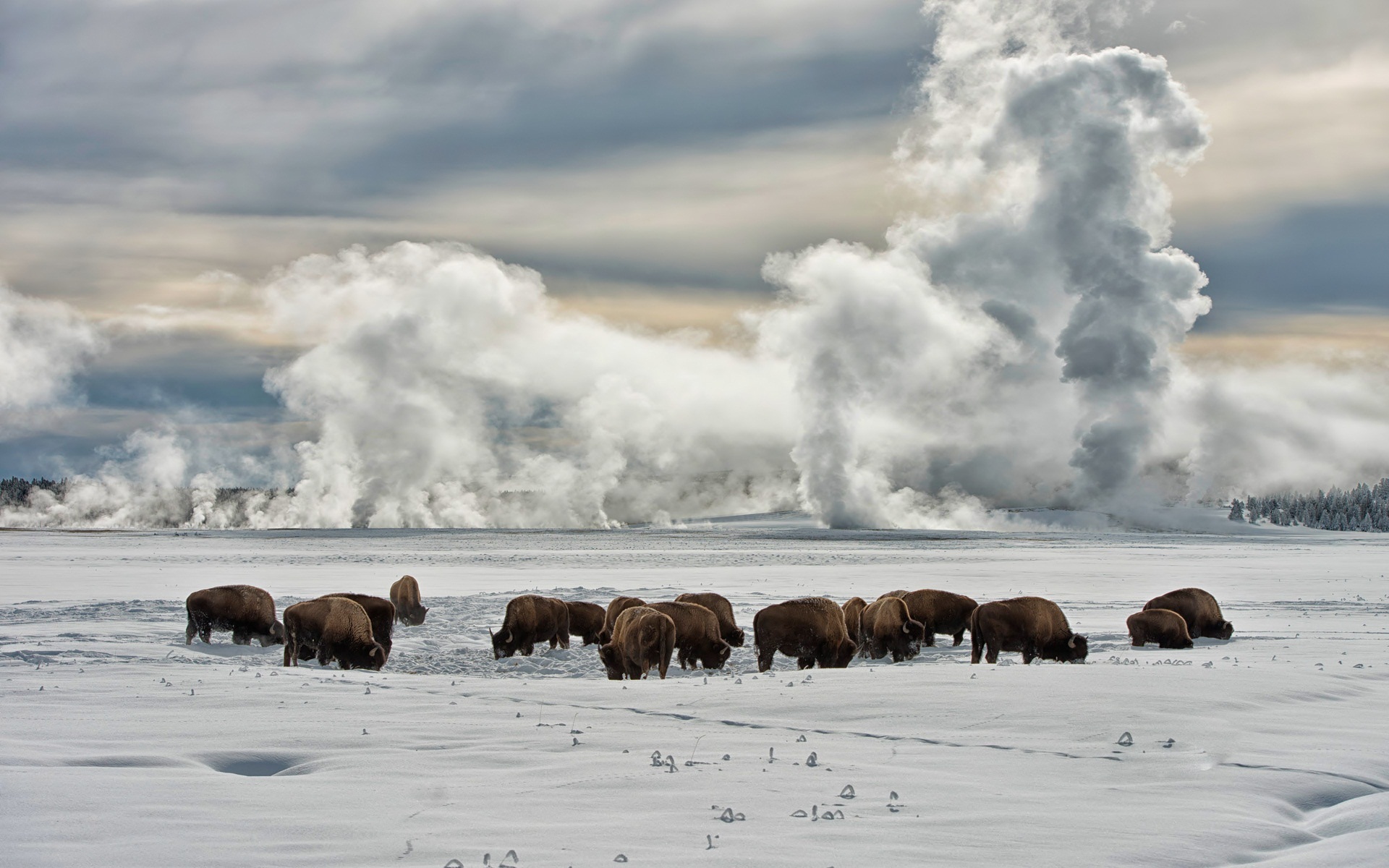 Yellowstone National Park Full HD Wallpaper and Background Image