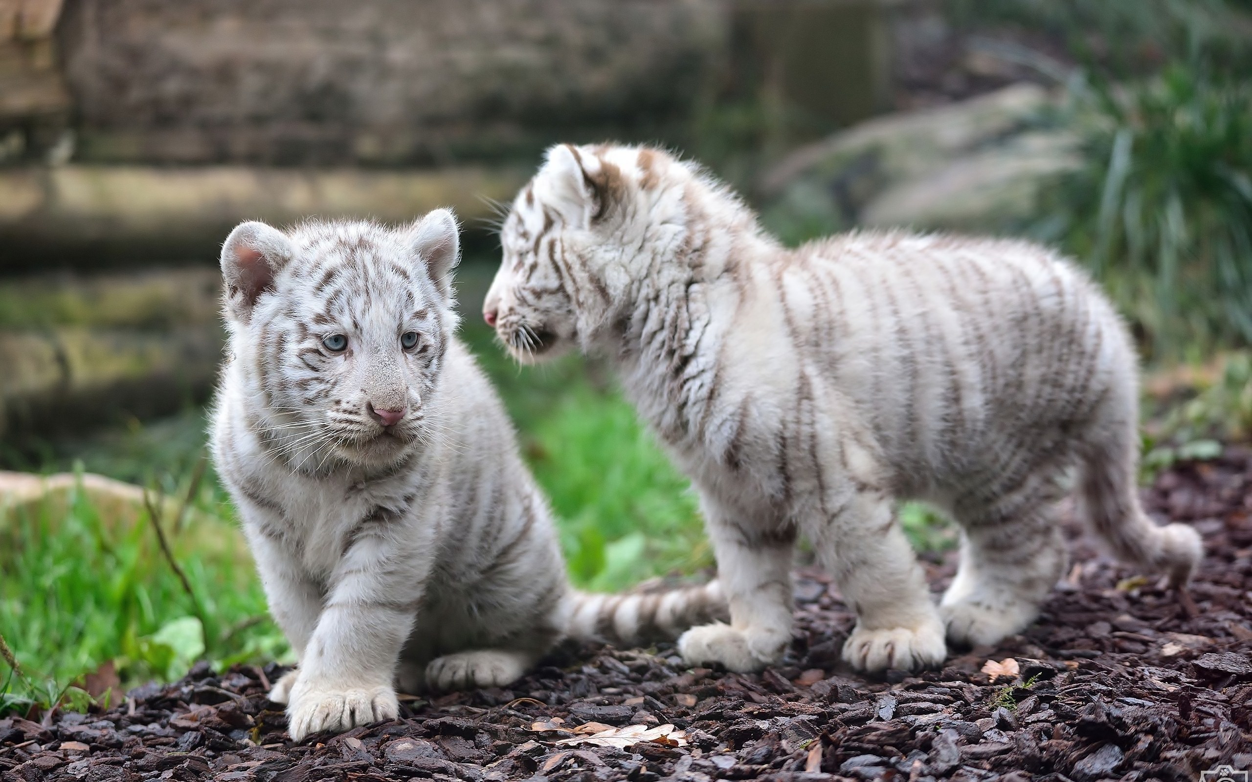 tiger baby Full HD Wallpaper and Hintergrund 2560x1600 ID477787
