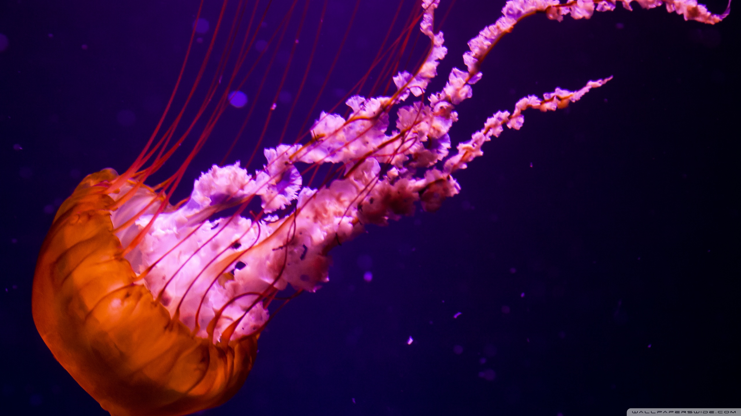 Download Animal Jellyfish HD Wallpaper