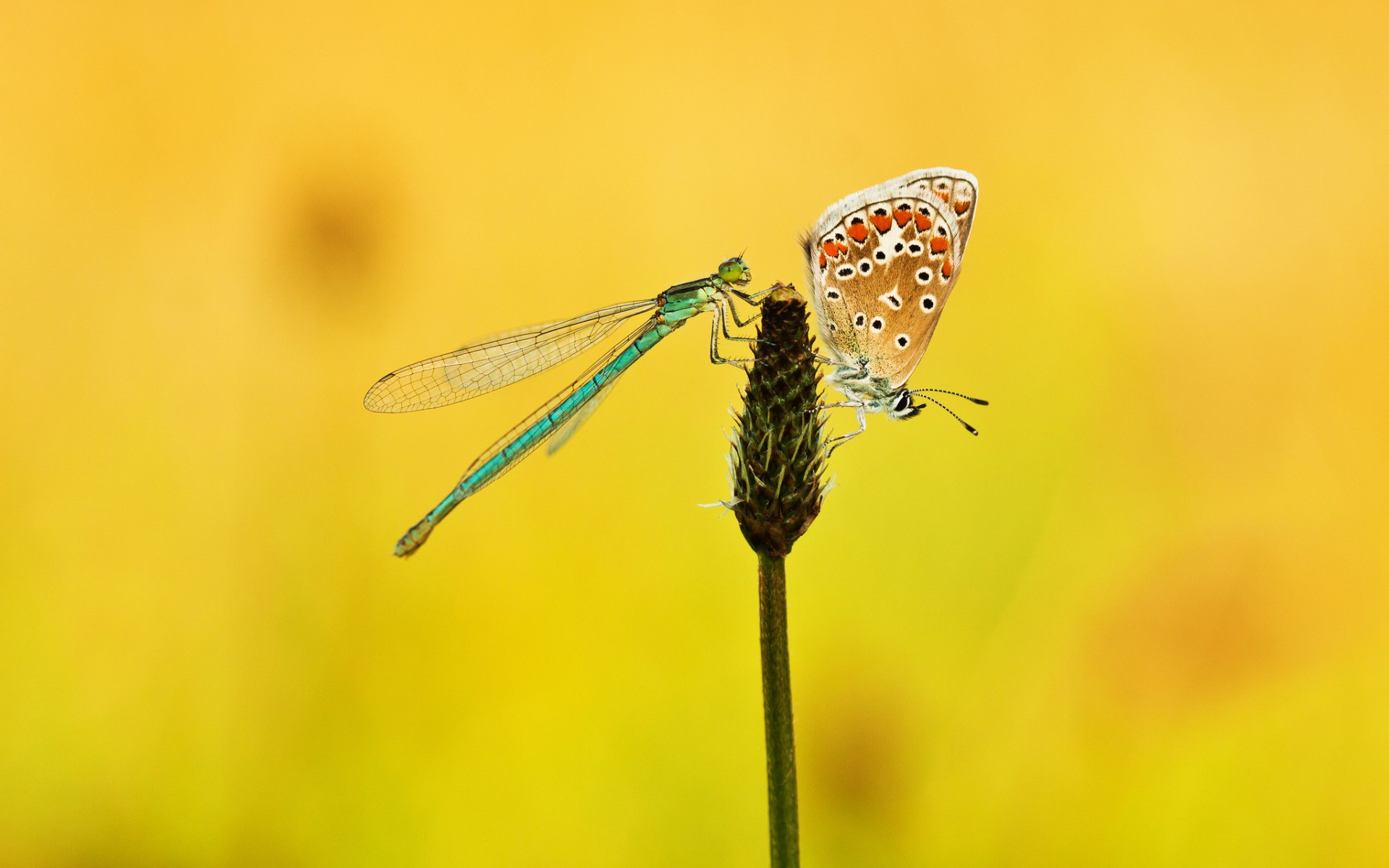 Download Dragonfly Butterfly Animal Insect HD Wallpaper