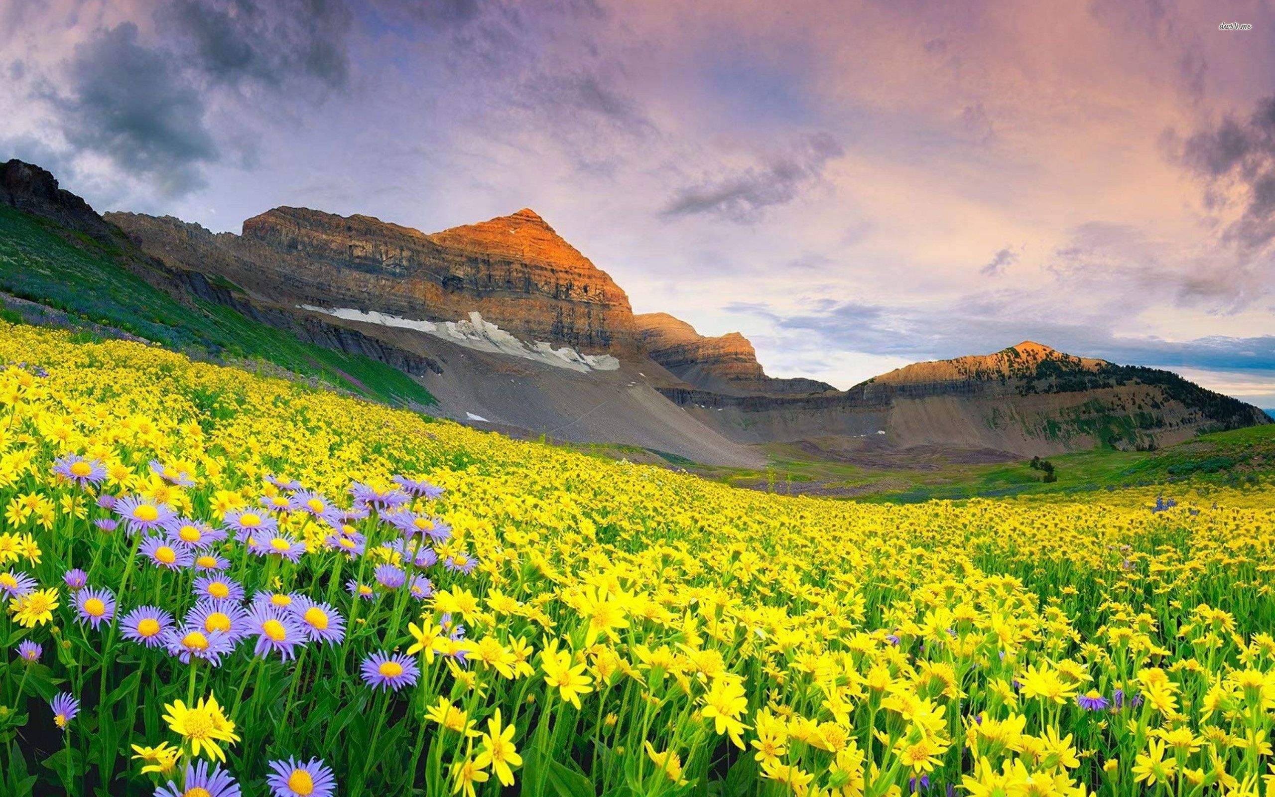 Flower Scenery Hd Wallpaper Best Flower Site