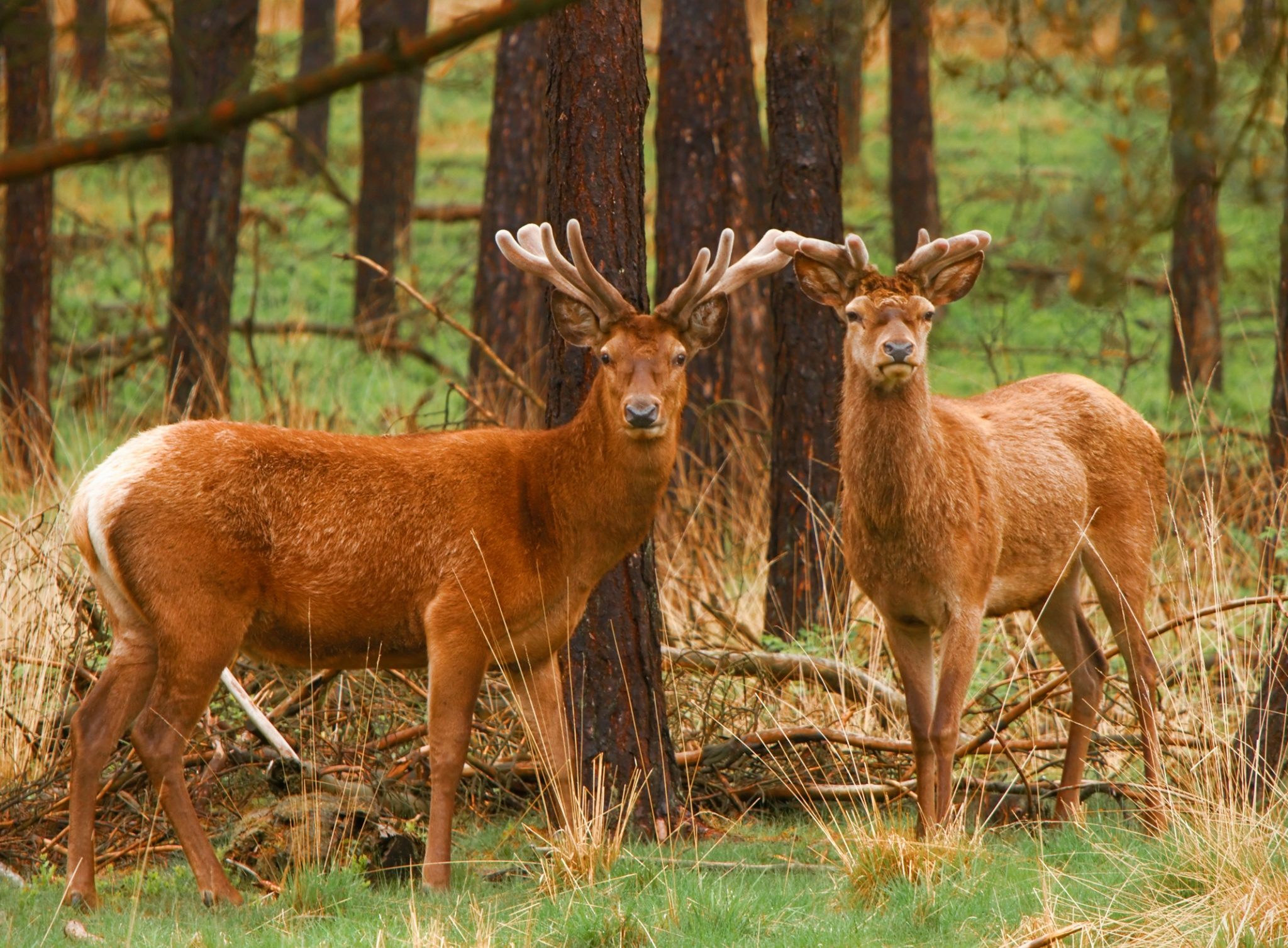 Download Deer Animal Red Deer HD Wallpaper