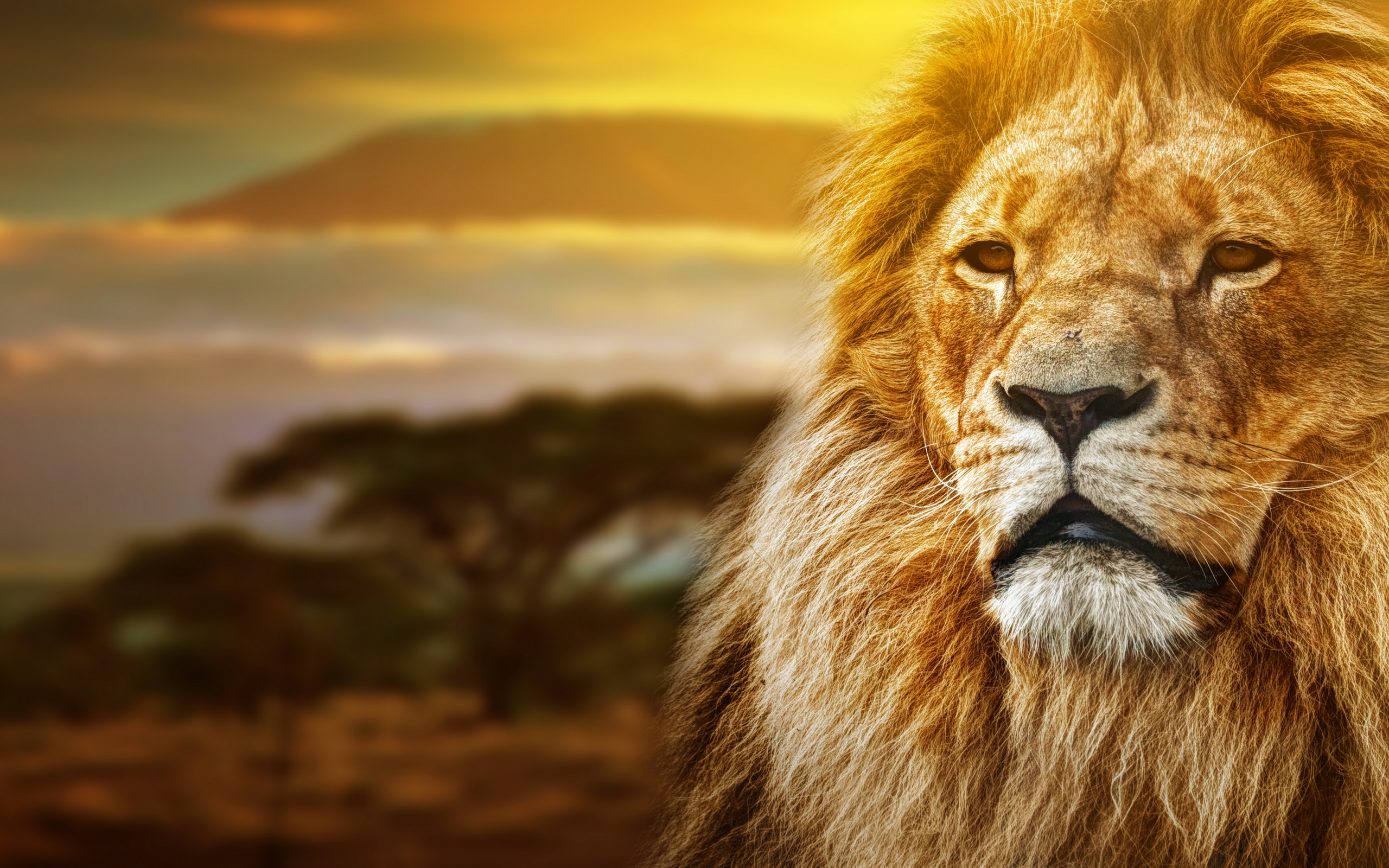 Lion HD Wallpaper Background Image 2560x1600 ID527969