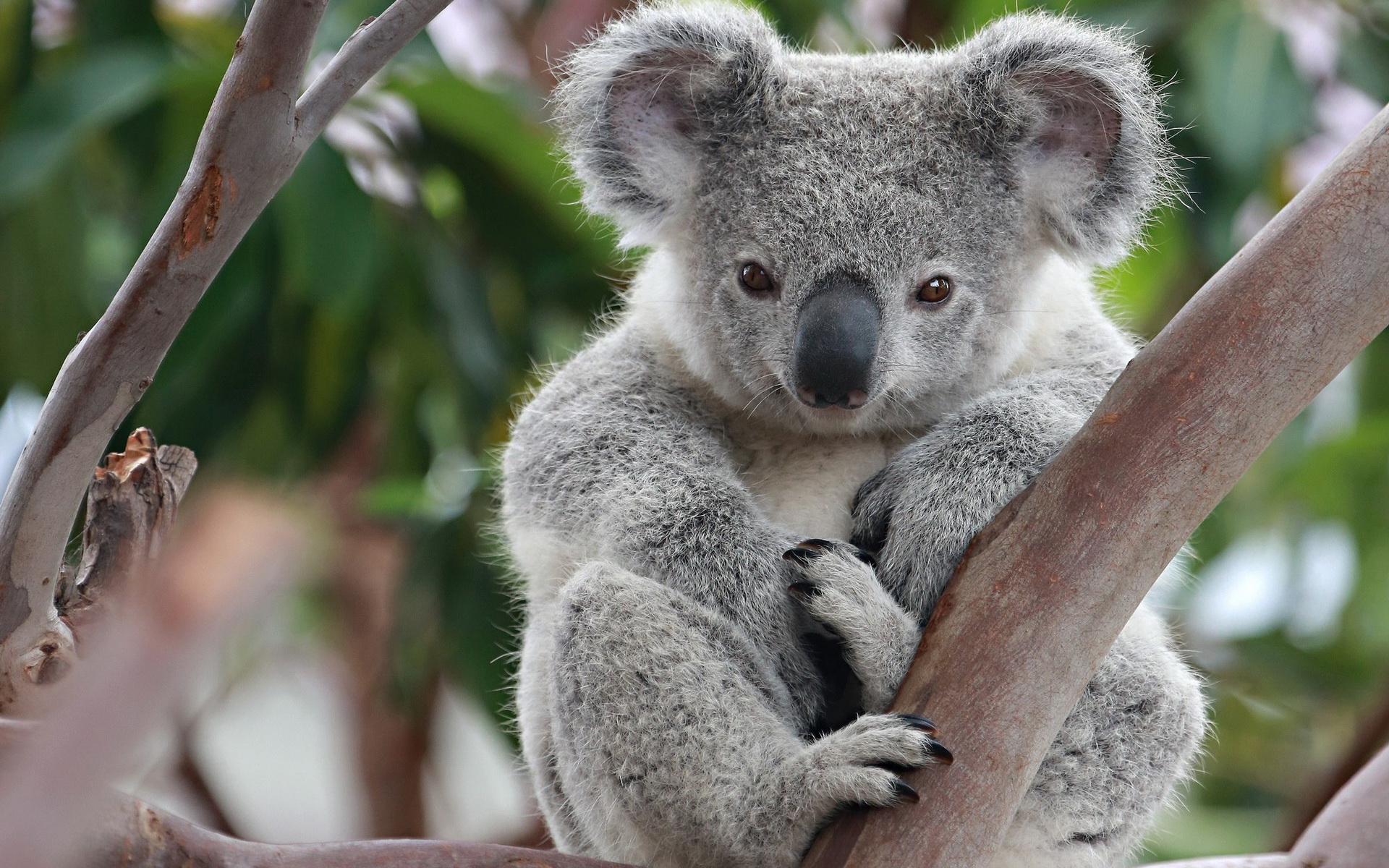 Tuyên chọn top 100 koala cute wallpaper đáng yêu nhất
