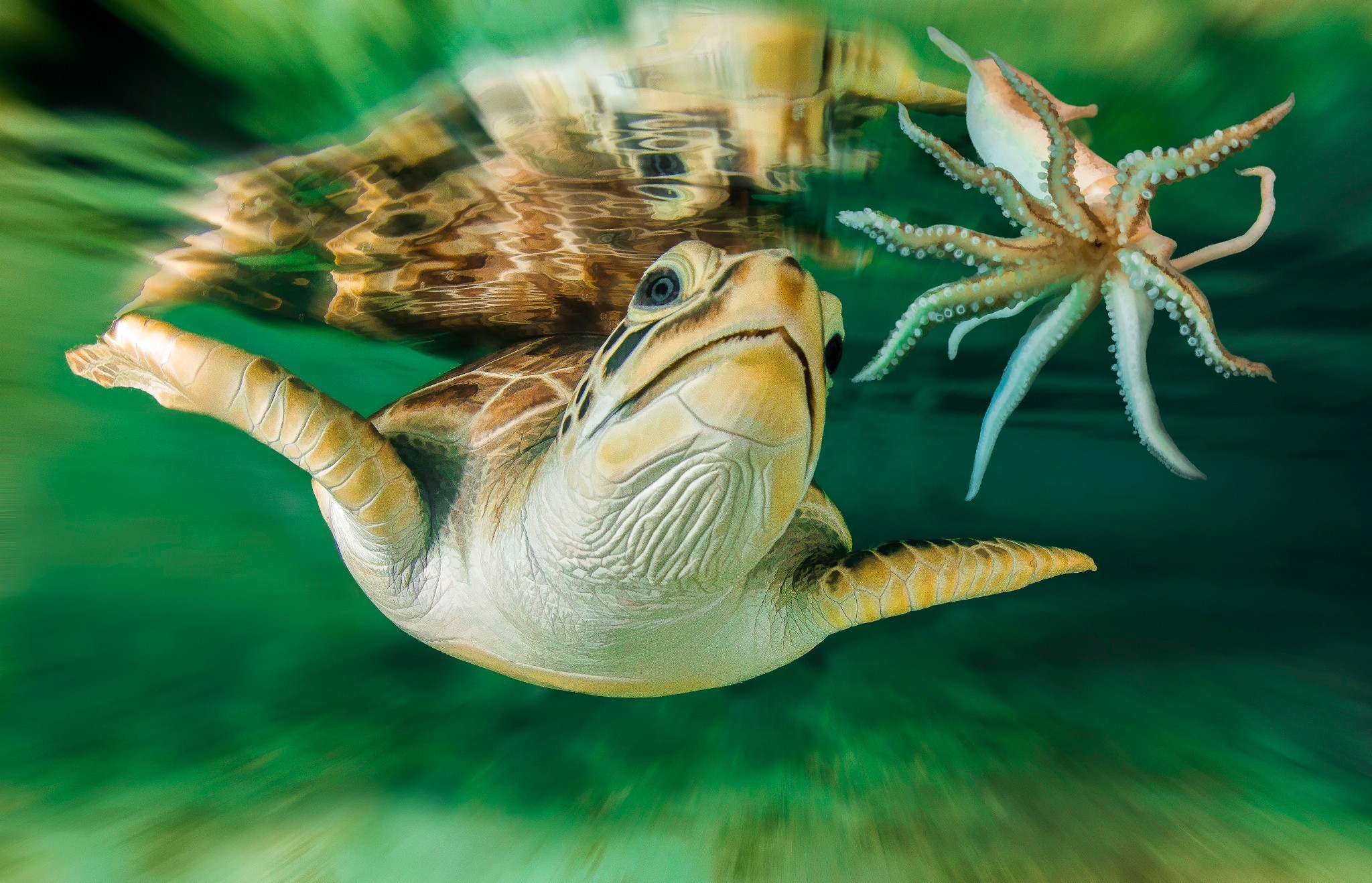 Tortue Fonds d'écran, Arrièresplan 2048x1318 ID550137