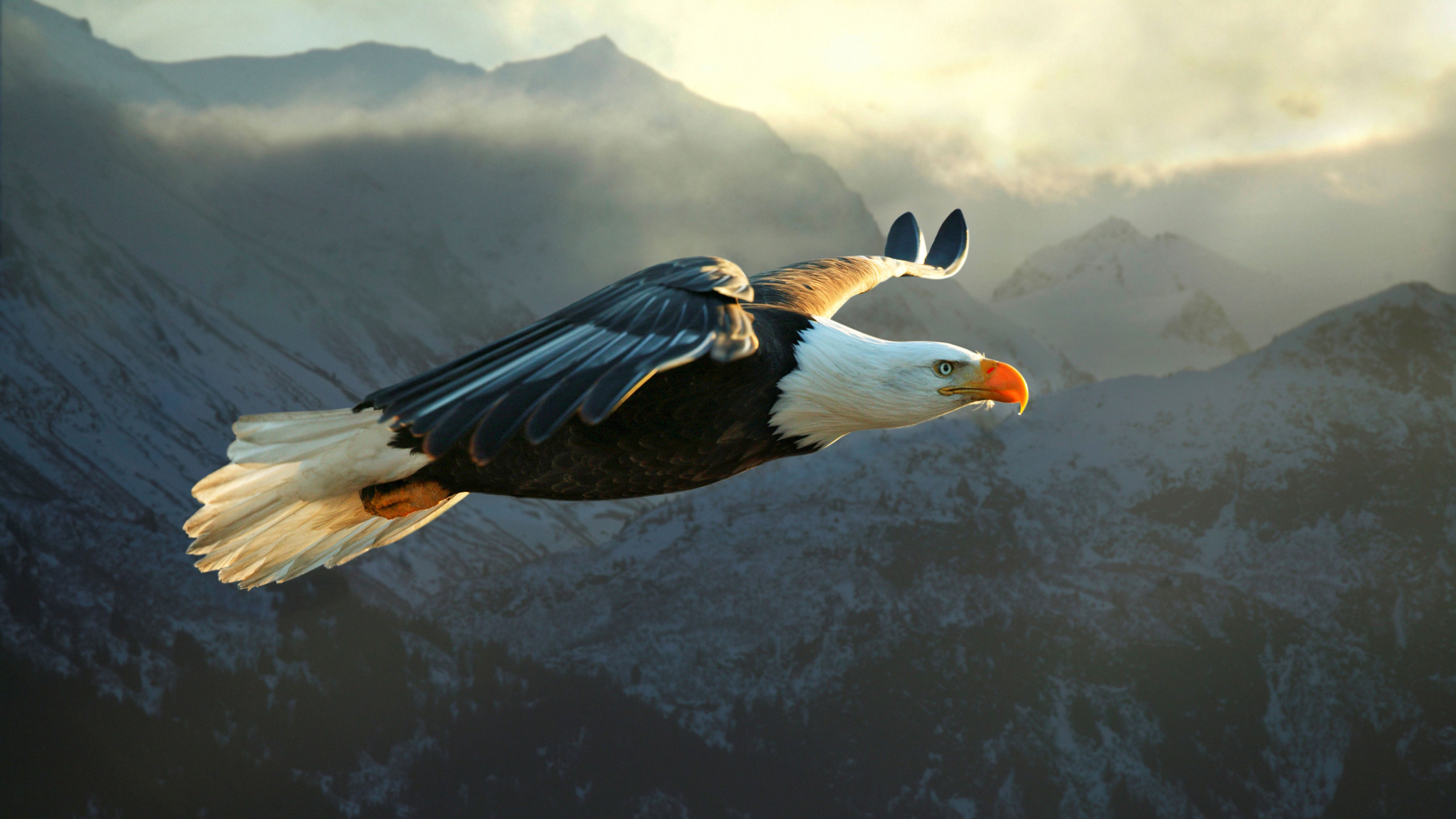 Bald Eagle HD Wallpaper Background Image 2560x1440