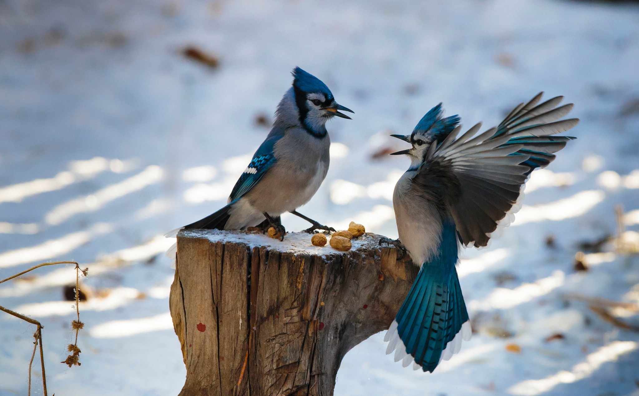 50+ Blue Jay HD Wallpapers and Backgrounds