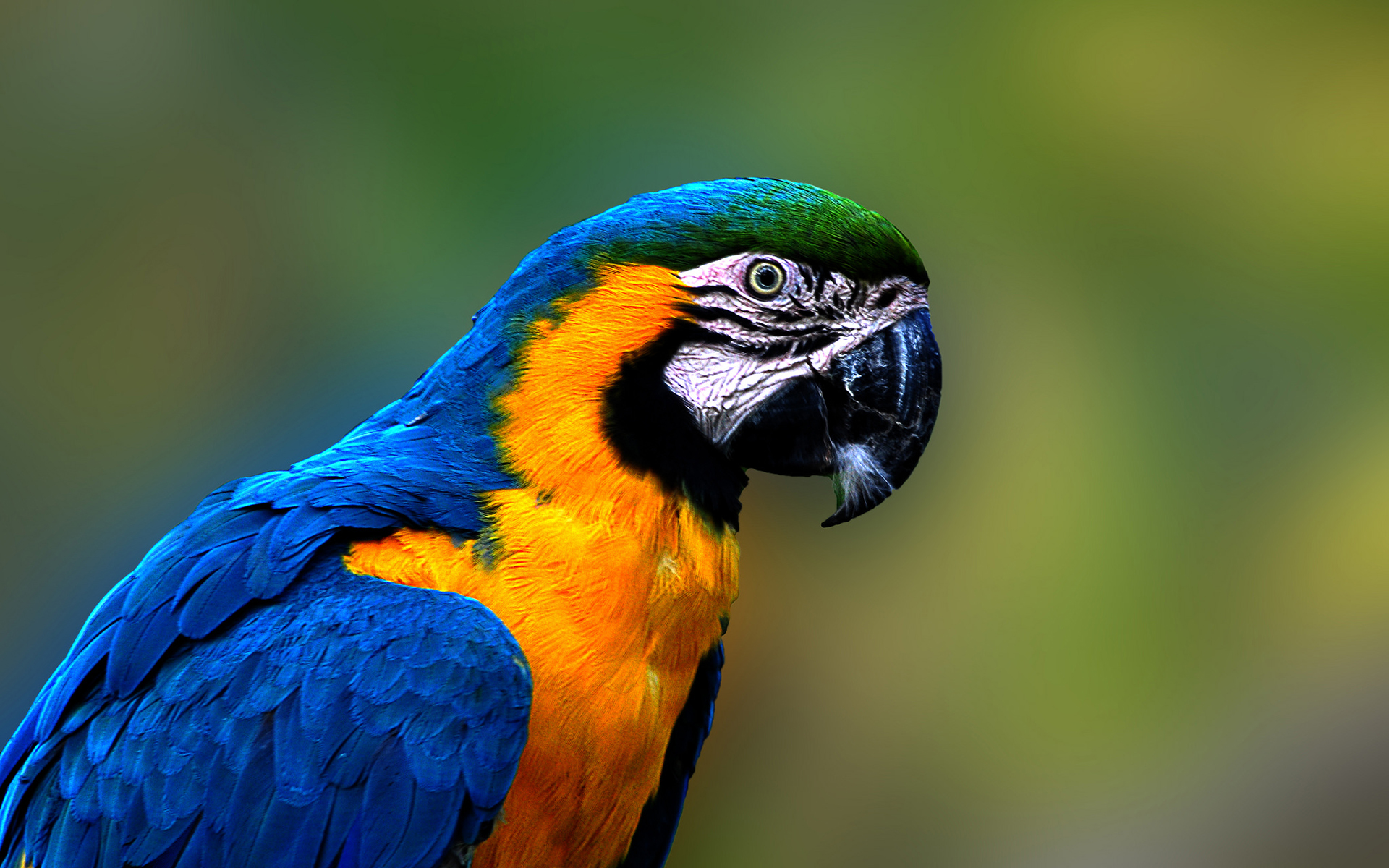 Download Macaw Bird Animal Blueandyellow Macaw HD Wallpaper
