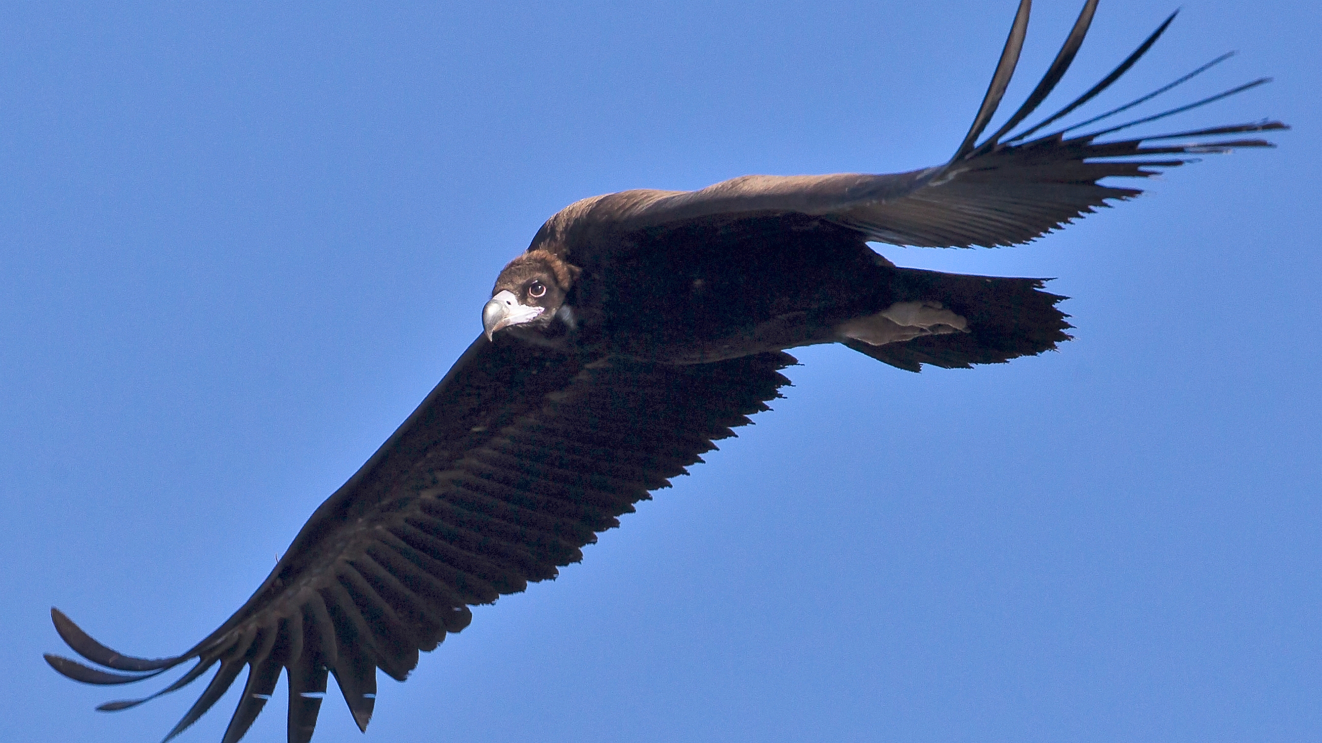 Download Animal Vulture HD Wallpaper