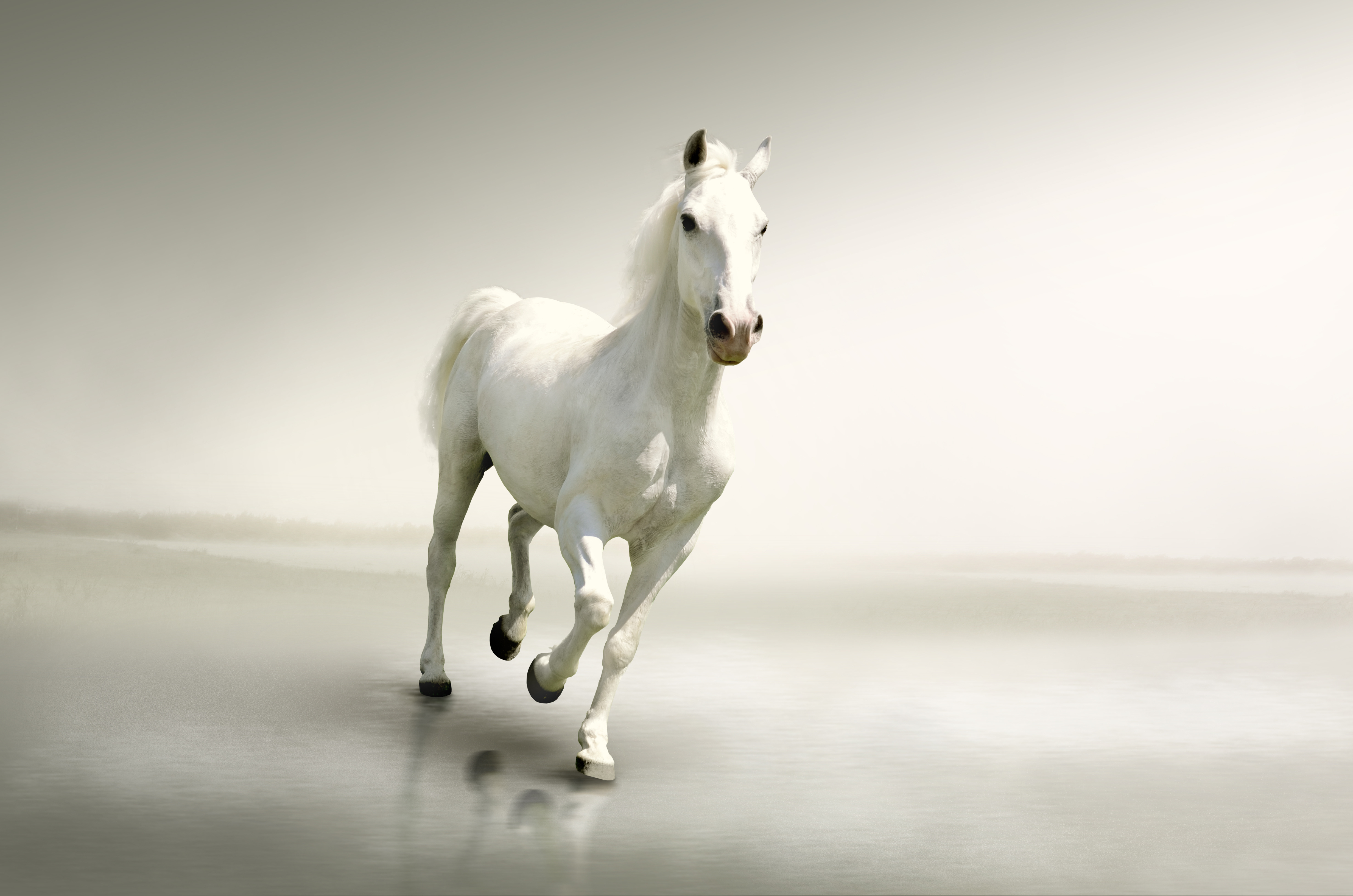 Download Animal Horse 4k Ultra HD Wallpaper