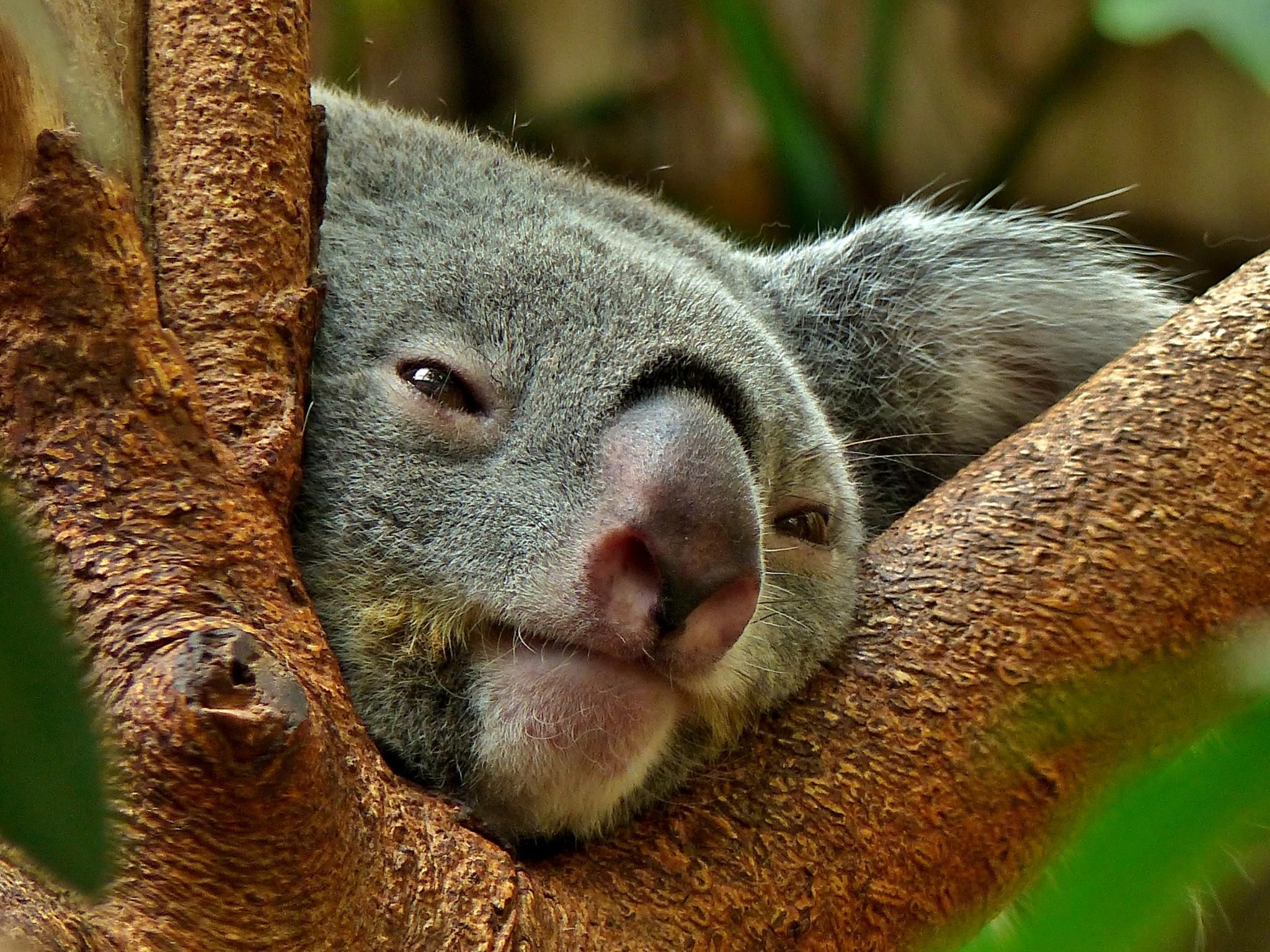 Download Animal Koala HD Wallpaper
